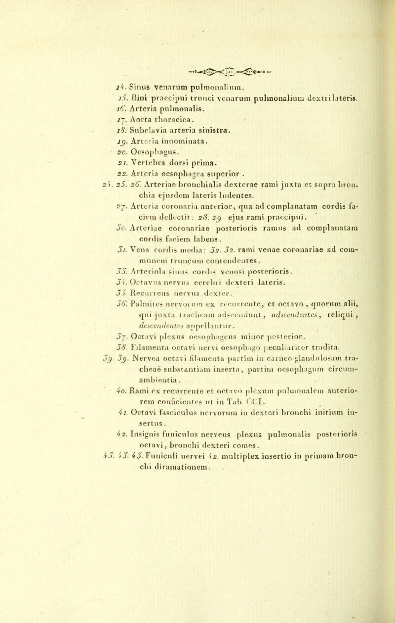 ' 511 Sinus venarum pulmonalium. i5. Bini praecipui trunci venarum pulmonalium dextri lateris. iG. Arteria pulmonalis. 77. Aorta thoracica. 18. Subclavia arteria sinistra. ly. Arteria innominata. 2C. Oesophagus. 21. Vertebra dorsi prima. 22. Arteria eesophagea superior . 2 5 25. 2G. Arteriae bronchialis dexterae rami juxta et supra bron- chia ejusdem lateris ludentes. 27. Arteria coronaria anterior, qua ad complanatam cordis fa- ciem deflectit, 28. 2() ejus rami praecipui. 5o. Arteriae coronariae posterioris ramus ad complanatam cordis faciem labens. 5f. Vena cordis media: 52. 52. rami venae coronariae ad com- munem truncum contendentes. 55. Arteriola sinus cordis venosi posterioris. 54. Octavus nervus cerebri dexteri lateris. 55. Recurrens nervus dexter. 55. Palmites nervoi um ex recurrente, et octavo , quorum alii, qui juxta tracheam adseendunt, adseendentes , reliqui, descendentes appellantur. J7. Octavi plexus oesophageus minor posterior. 58. Filamenta octavi nervi oesophago peculiariter tradita. 5c). Jp. Nervea octavi filamenta pai tim in carneo-glandulosam tra- cheae substantiam inserta, pavtint oesophagum circum- ambientia. 40. Rami ex recurrente et octavo plexum pulmonalem anterio- rem conficientes ut in Tab. CCL. 41. Octavi fasciculus nervorum in dexteri bronchi initium in- sertus . 42. Insignis funiculus nerveus plexus pulmonalis posterioris octavi, bronchi dexteri comes. 55. \5. 45. Funiculi nervei 42. multiplex insertio in primam bron- chi diramationem.