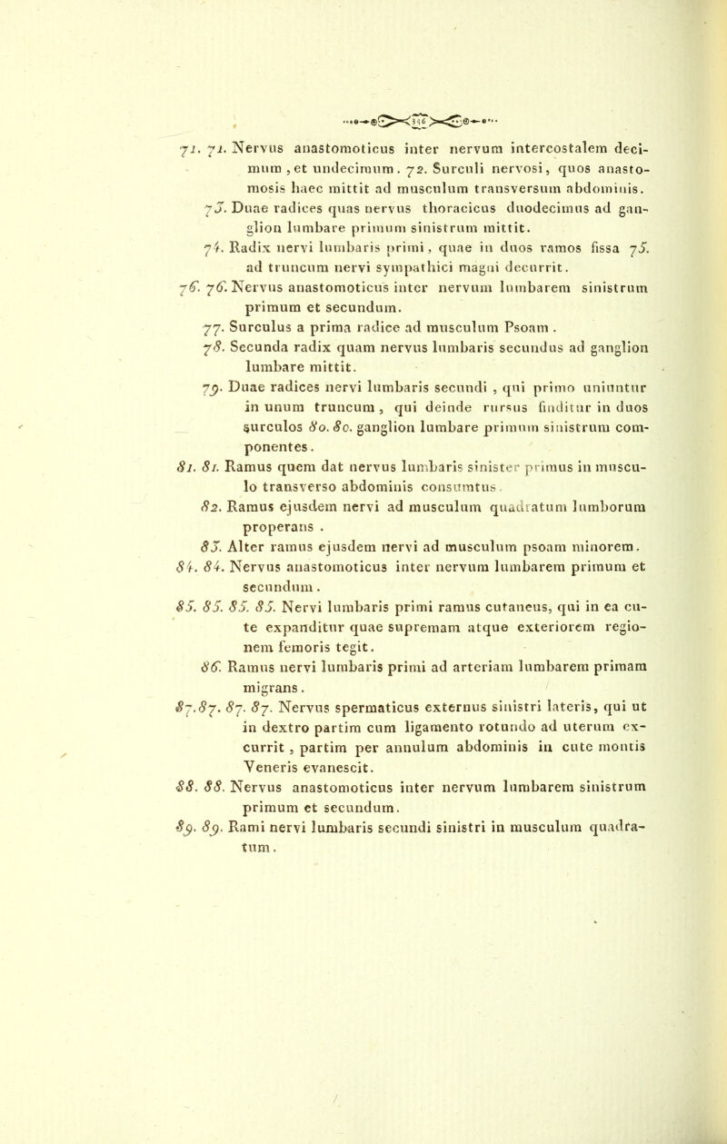 yi. yi. Nervus anastomoticus inter nervum intercostalem deci- mum , et undecimum. 72. Surculi nervosi, quos anasto- mosis haec mittit ad musculum transversum abdominis. yj. Duae radices quas nervus thoracicas duodecimus ad gan- glion lumbare primum sinistrum mittit. y£. Radix nervi lumbaris primi, quae in duos ramos fissa y5. ad truncum nervi sympathici magni decurrit. y€. y5. Nervus anastomoticus inter nervum lumbarem sinistrum primum et secundum. 77. Surculus a prima radice ad musculum Psoam . y8. Secunda radix quam nervus lumbaris secundus ad ganglion lumbare mittit. yy. Duae radices nervi lumbaris secundi , qui primo uniuntur in unum truncum, qui deinde rursus finditur in duos surculos 80.80. ganglion lumbare primum sinistrum com- ponentes . 81. 81. Ramus quem dat nervus lumbaris sinister primus in muscu- lo transverso abdominis consumtus 82. Ramus ejusdem nervi ad musculum quadratum lumborum properaris . 8J. Alter ramus ejusdem nervi ad musculum psoam minorem. 8't. 8k. Nervus anastomoticus inter nervum lumbarem primum et secundum. 85. 85. 85. 85. Nervi lumbaris primi ramus cutaneus, qui in ea cu- te expanditur quae supremam atque exteriorem regio- nem femoris tegit. 85. Ramus nervi lumbaris primi ad arteriam lumbarem primam migrans. «£7. #7. 8y. 8y. Nervus spermaticus externus sinistri lateris, qui ut in dextro partim cum ligamento rotundo ad uterum ex- currit , partim per annulum abdominis in cute montis Veneris evanescit. 88. 88. Nervus anastomoticus inter nervum lumbarem sinistrum primum et secundum. £9. 8$. Rami nervi lumbaris secundi sinistri in musculum quadra- tum . /