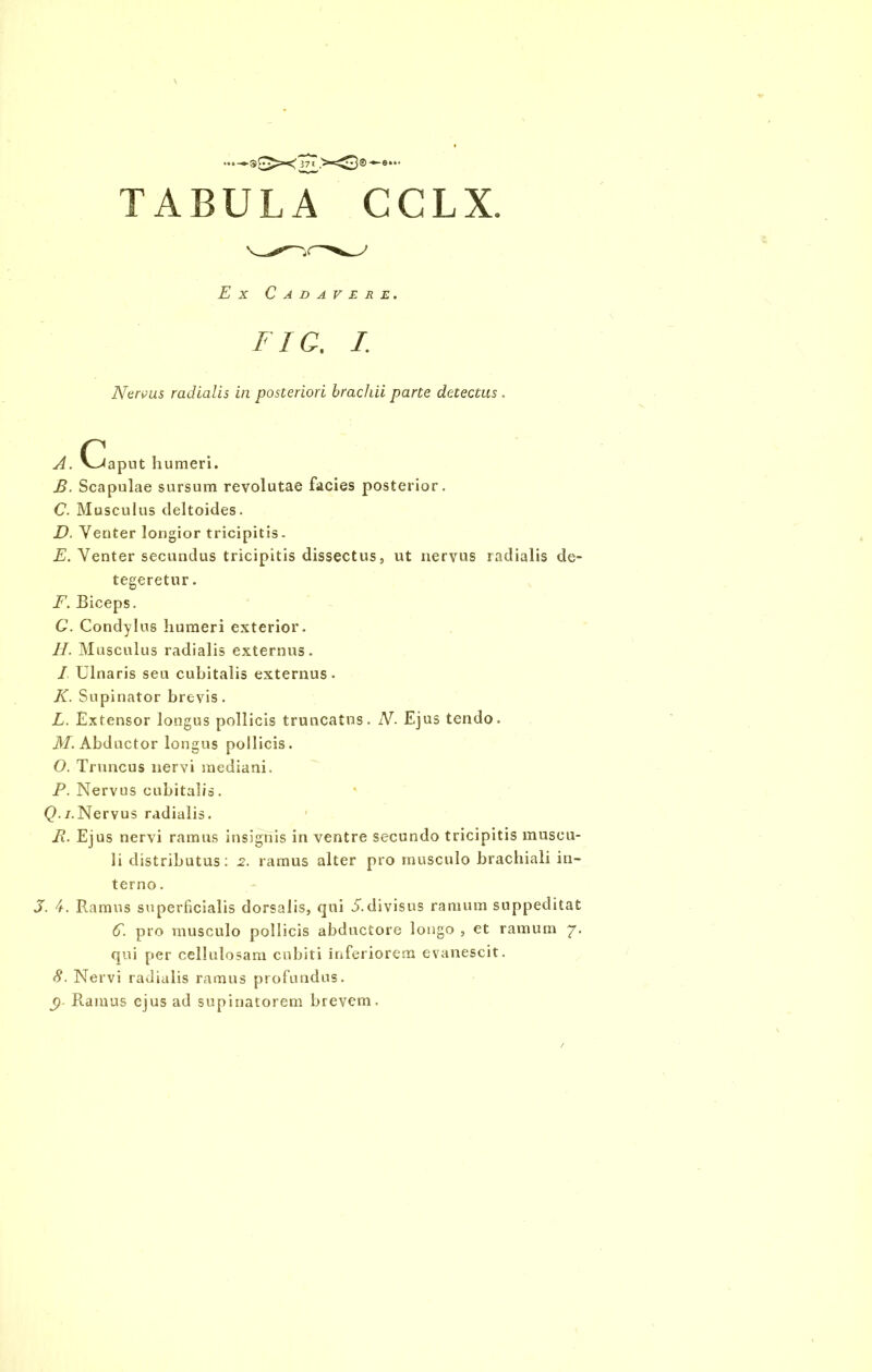 Ex Cadavere. FIQ. I. Nervus radialis in posteriori brachii parte detectas . A. C<aput humeri. jB. Scapulae sursum revolutae facies posterior, C. Musculus deltoides. D. Venter longior tricipitis. E. Venter secundus tricipitis dissectus, ut nervus radialis de- tegeretur. F. Biceps. C. Condylus humeri exterior. H. Musculus radialis externus. / Ulnaris seu cubitalis externus. K. Supinator brevis. L. Extensor longus pollicis truncatus. N. Ejus tendo, M. Abductor longus pollicis. O. Truncus nervi mediani. P. Nervus cubitalis. Q.i.Nervus radialis. J\. Ejus nervi ramus insignis in ventre secundo tricipitis muscu- li distributus: 2. ramus alter pro musculo brachiali in- terno. 3. 4. Ramus superficialis dorsalis, qui L.divisus ramum suppeditat C. pro musculo pollicis abductore longo , et ramum 7. qui per cellulosam cubiti inferiorem evanescit. 8. Nervi radialis ramus profundus.