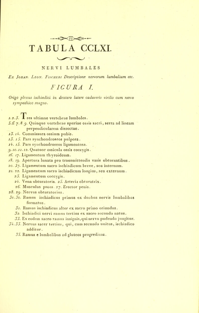 NERVI LUMBALES Ex Johan. Leon. Fisciieri Descriptione nervorum lumbalium etc. FIGURA I. Origo plexus ischiadici in dextero latere cadaveris virilis cum nervo sympathico magno. 1.2.5. TVes ultimae vertebrae lumbales, 5.(5. 7. 8 p. Quinque vertebrae spuriae ossis sacri, serra ad lineam perpendicularem dissectae. i5. 14. Commissura ossium pubis. i5. 15. Pars sy nchondroseos pulposa. 14. i5. Pars sy nchondroseos ligamentosa. p. 10. ii. 12. Quatuor ossicula ossis coccygis. 15. 17. Ligamentum thyroideum. jS. ip. Apertura lunata pro transmittendis vasis obturantibus. 20. J7. Ligamentum sacro ischiadicum breve, seu internum. 21. 22. Ligamentum sacro ischiadicum longius, seu externum. 25. Ligamentum coccygis. 24. Yena obturatoria. 25. Arteria obturatrix. 25. Musculus psoas. 27. Erector penis. 28. 2p. Nervus obturatorius. 5o.5o. Ramus ischiadicus primus ex duobus nervis lumbalibus formatus. 51. Ramus ischiadicus alter ex sacro primo oriundus. 52. Ischiadici nervi ramus tertius ex sacro secundo natus. 55. Ex eodem sacro ramus insignis,qui nervo pudendo jungitur. 54.55. Nervus sacer tertius, qui, cum secundo unitus, ischiadico additur. 55. Ramus e lumbalibus ad gluteos progrediens.