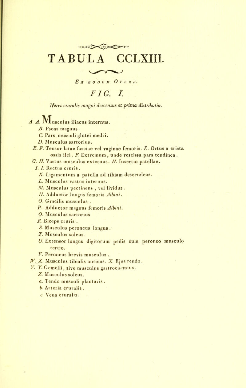 TABULA CCLXIII Ex eodem Opere. F1C. I. Nervi cruralis magni descensus et prima distributio. A. A. IVIusculus iliacus internus. B. Psoas magnus. C. Pars musculi glutei medii. D. Musculus sartorius. E. F. Tensor latae fasciae vel vaginae femoris. E. Ortus a crista ossis ilei . F. Extremum , unde rescissa pars tendinea . G. II. Vastus musculus externus. II. Insertio patellae. I. I. Rectus cruris . K. Ligamentum a patella ad tibiam descendens. L. Musculus vastus internus. M. Musculus pectineus , vel lividus . N. Adductor longus femoris Albini. O. Gracilis musculus . P. Adductor magnus femoris Albini, Q. Musculus sartorius R. Biceps cruris . S. Musculus peroneus longus . T. Musculus soleus. U. Extensor longus digitorum pedis cum peroneo musculo tertio. V. Peroneus brevis musculus . WX. Musculus tibialis anticus. X. Ejus tendo. Y. Y. Gemelli, sive musculus gastrocnemius. Z. Musculus soleus. a. Tendo musculi plantaris. b. Arteria cruralis . c. Vena cruralis .