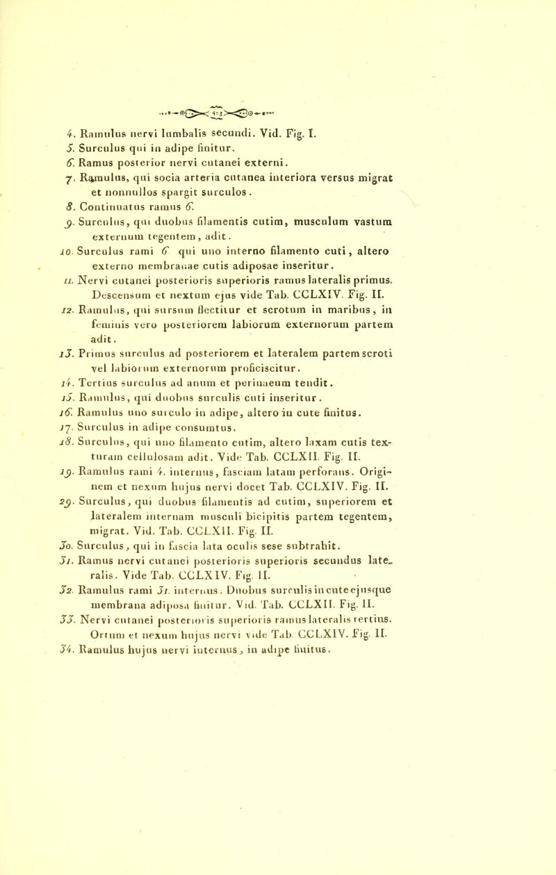 5. Surculus qui in adipe finitur. Ramus posterior nervi cutanei externi. 7. Remulus, qui socia arteria cutanea interiora versus migrat et nonnullos spargit surculos. 8. Continuatus ramus 6. p. Surculus, qui duobus filamentis cutim, musculum vastum externum tegentem, adit. io Surculus rami 6 qui uno interno filamento cuti, altero externo membranae cutis adiposae inseritur. 11. Nervi cutanei posterioris superioris ramus lateralis primus. Descensum et nextum ejus vide Tab. CCLX IV. Fig. II. 12. Ramulus, qui sursum flectitur et scrotum in maribus, in feminis vero posteriorem labiorum externorum partem adit. iJ. Primus surculus ad posteriorem et lateralem partem scroti vel labiorum externorum proficiscitur. i4. Tertius surculus ad anum et perinaeum tendit. jS. Ramulus, qui duobus surculis cuti inseritur. j&. Ramulus uno surculo in adipe, altero in cute finitus. 77. Surculus in adipe consumtus. 18. Surculus, qui uno filamento cutim, altero laxam cutis tex- turam cellulosam adit. Vide Tab. CCLXI1. Fig. II. JC). Ramulus rami 4. internus, fasciam latam perforans. Origi- nem et nexum hujus nervi docet Tab. CCLXIV. Fig. II. 2i). Surculus, qui duobus filamentis ad cutim, superiorem et lateralem internam musculi bicipitis partem tegentem, migrat. Vid. Tab. CCLXII. Fig. II. Jo. Sarculus, qui in fascia lata oculis sese subtrahit. Sj. Ramus nervi cutanei posterioris superioris secundus late„ ralis. Vide Tab. CCLXIV. Fig. II. J2 Ramulus rami J/. internus. Duobus surculis in cute ej usque membrana adiposa finitur. Vid. Tab. CCLXII. Fig. 11. SJ. Nervi cutanei posterioris superioris ramus lateralis rertius. Ortum et nexum hujus nervi vide Tab CCLXIV. Fig II. 34. Ramulus hujus nervi internus, in adipe finitus.