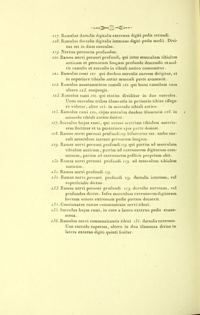 uf. Ramulus dorsalis digitalis externus digiti pedis secutidi. jiS. Ramulus dorsalis digitalis internus digiti pedis medii. Divi- sus est in duos surculos. ng. Nervus peroneus profundus. 120. Ramus nervi peronei profundi, qui inter musculum tibialem anticum et peroneum longum profunde descendit et mul- tis ramulis et surculis in tibiali antico consumitur. 121. Ramulus rami 120 qui duobus surculis sursum dirigitur, et in superiore tibialis antici musculi parte avanescit. 122. Ramulus anastomoticus ramuli 121. qui hunc ramulum cum altero 12S. conjungit. 123. Ramulus rami 120. qui statim dividitur in duo surculos. Unus surculus tribus filamentis in periostio tibiae effuge- re videtur; alter 12U in musculo tibiali antico. 12.5. Ramulus rami 120, cujus surculus duobus filamentis 12G. in musculo tibiali antico finitur. /27. Surculus hujus rami, qui versus arteriam tibialem anterio- rem flectitur et in posteriore ejus parte desinit. 128. Ramus nervi peronei profundi in? bifurcatus est: ambo sur- culi musculum intrant peroneum longum. i2(■). Ramus nervi peronei profundi 1 ig.qui partim ad musculum tibialem anticum , partim ad extensorem digitorum com- munem, partim ad extensorem pollicis proprium abit. ijo Ramus nervi peronei profundi ii(). ad musculum tibialem anticum. 1J1. Ramus nervi profundi uy. 1J2. Ramus nervi peronei profundi 1/9. dorsalis internus, vel superficialis dictus. i55. Ramus nervi peronei profundi 11g. dorsalis externus, vel profundus dictus. Infra musculum extensorem digitorum brevem versus extremam pedis partem decurrit. Continuatus ramus communicans nervi tibiei. i35. Surculus liujus rami, in cute a latere externo pedis evane- scens . i5G. Ramulus nervi communicantis tibiei i55. dorsalis externus. Uno surculo superius, altero in duo filamenta diviso in latere externo digiti quinti finitur.