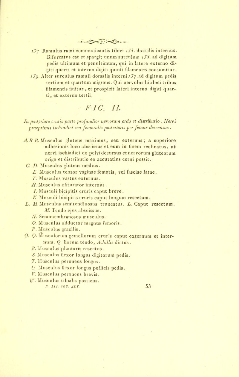 jJ/. Ramulus rami communicantis tibiei /Si. dorsalis internus. Bifurcatus est et spargit unum surculum /SS. ad digitum pedis ultimum et penultimum, qui in latere externo di- giti quarti et interno digiti quinti filamentis consumitur. /Sp. Alter surculus ramuli dorsalis interni 13y.ad digitum pedis tertium et quartum migrans. Qui nervulus hic loci tribus filamentis finitur, et prospicit lateri interno digiti quar- ti, et externo tertii. FIG. 11. In posteriore cruris parte profundior nervorum ordo et distributio . Nervi praeprimis ischiadici seu femoralis posterioris per femur descensus . A.B.B. Musculus gluteus maximus, seu externus, a superiore adhesionis loco abscissus et eum in finem reclinatus, ut nervi ischiadici ex pelvi decursus et nervorum gluteorum origo et distributio eo accuratius cerni possit. C. D. Musculus Muteus medius. E. Musculus tensor vaginae femoris, vel fasciae latae. F. Musculus vastus externus. H. Musculus obturator internus. I. Musculi bicipitis cruris caput breve. K. Musculi bicipitis cruris caput longum resectum. L. M. Musculus semitendinosus truncatus. L. Caput resectum. M. Tendo ejus abscissus. N. Semimembranosus musculus. O. Musculus adductor magnus femoris. P. Musculus gracilis. Q. Q. Musculorum gemellorum cruris caput externum et inter- num. Q. Eorum tendo, Achillis dictus. R. Musculus plantaris resectus. S. Musculus flexor longus digitorum pedis. T. Musculus peroneus longus. U. Musculus flexor longus pollicis pedis. V. Musculus peroneus brevis. 1R. Musculus tibialis posticus. r. 11J. SEC. ALT. 53