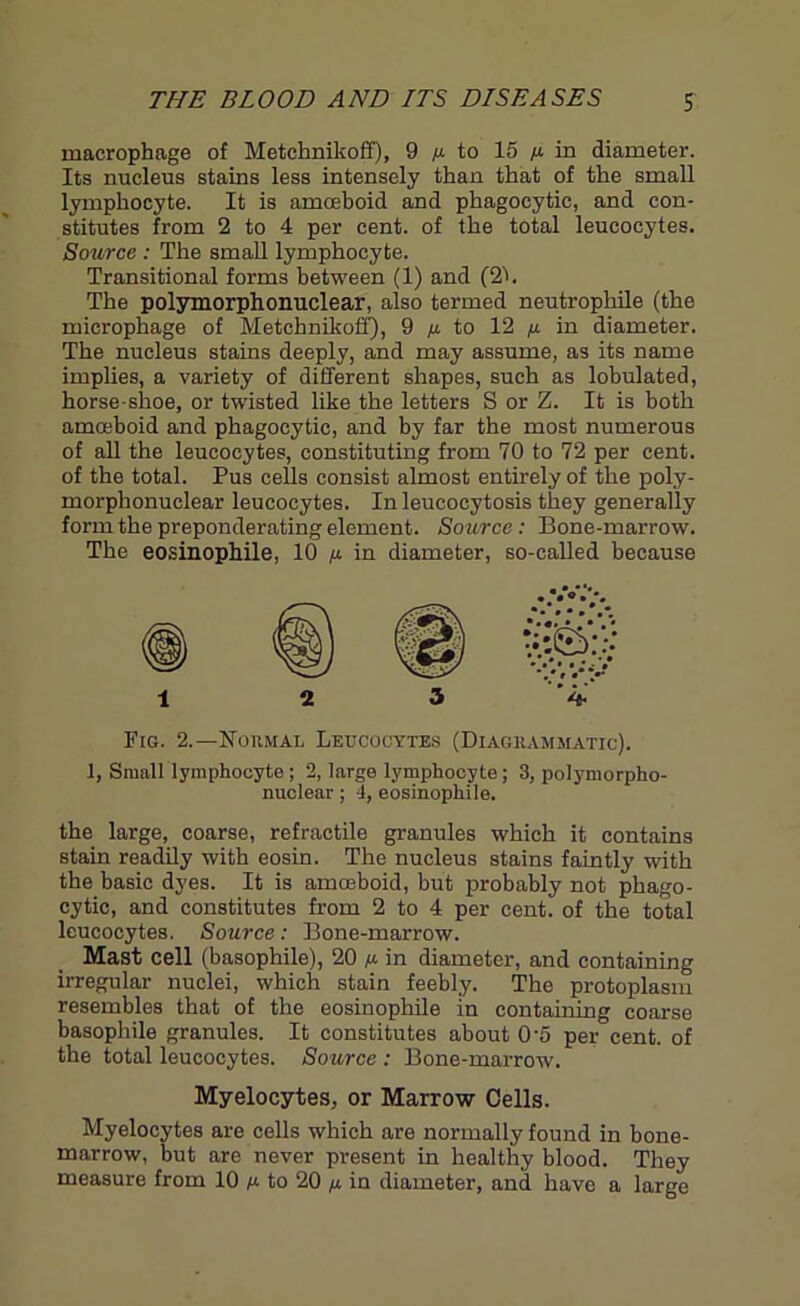 macrophage of Metchnikoff), 9 to 15 p in diameter. Its nucleus stains less intensely than that of the small lymphocyte. It is amceboid and phagocytic, and con- stitutes from 2 to 4 per cent, of the total leucocytes. Source : The small lymphocyte. Transitional forms between (1) and (2L The polymorphonuclear, also termed neutrophile (the microphage of Metchnikoff), 9 p to 12 p in diameter. The nucleus stains deeply, and may assume, as its name implies, a variety of different shapes, such as lobulated, horse-shoe, or twisted like the letters S or Z. It is both amoeboid and phagocytic, and by far the most numerous of all the leucocytes, constituting from 70 to 72 per cent, of the total. Pus cells consist almost entirely of the poly- morphonuclear leucocytes. In leucocytosis they generally form the preponderating element. Source: Bone-marrow. The eosinophile, 10 p in diameter, so-called because Fig. 2.—Normal Leucocytes (Diagrammatic). 1, Small lymphocyte; 2, large lymphocyte; 3, polymorpho- nuclear ; 3, eosinophile. the large, coarse, refractile granules which it contains stain readily with eosin. The nucleus stains faintly with the basic dyes. It is amceboid, but probably not phago- cytic, and constitutes from 2 to 4 per cent, of the total leucocytes. Source: Bone-marrow. Mast cell (basophile), 20 p in diameter, and containing irregular nuclei, which stain feebly. The protoplasm resembles that of the eosinophile in containing coarse basophile granules. It constitutes about 0'5 per cent, of the total leucocytes. Source : Bone-marrow. Myelocytes, or Marrow Cells. Myelocytes are cells which are normally found in bone- marrow, but are never present in healthy blood. They measure from 10 p to 20 p in diameter, and have a large