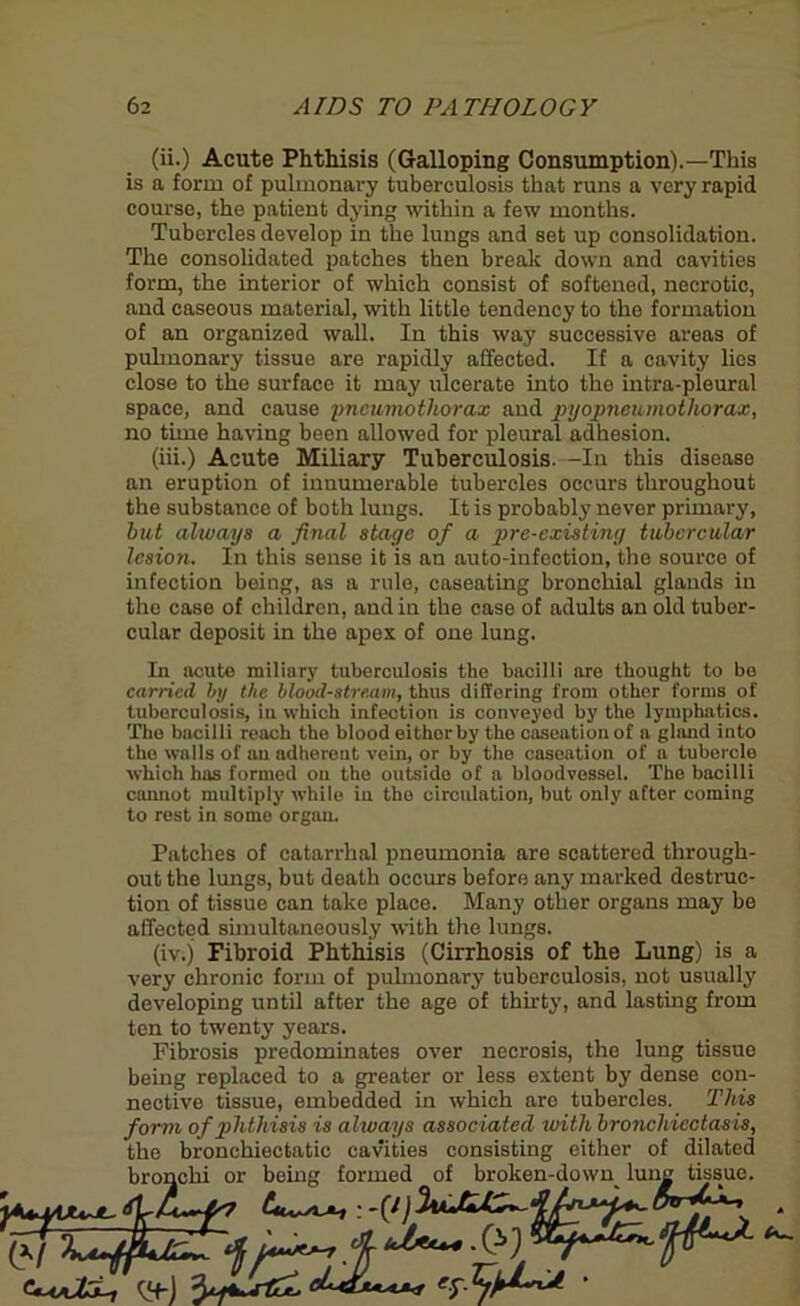 (ii.) Acute Phthisis (Galloping Consumption).—This is a form of pulmonary tuberculosis that runs a very rapid course, the patient dying within a few months. Tubercles develop in the lungs and set up consolidation. The consolidated patches then break down and cavities form, the interior of which consist of softened, necrotic, and caseous material, with little tendency to the formation of an organized wall. In this way successive areas of pulmonary tissue are rapidly affected. If a cavity lies close to the surface it may ulcerate into the intra-pleural space, and cause pneumothorax and pyopneumothorax, no time having been allowed for pleural adhesion. (iii.) Acute Miliary Tuberculosis. -In this disease an eruption of innumerable tubercles occurs throughout the substance of both lungs. It is probably never primary, but always a final stage of a pre-existing tubercular lesion. In this sense it is an auto-infection, the source of infection being, as a rule, caseating bronchial glands in the case of children, and in the case of adults an old tuber- cular deposit in the apes of one lung. In acute miliary tuberculosis the bacilli are thought to bo carried by the bloodstream, thus differing from other forms of tuberculosis, in which infection is conveyed by the lymphatics. The bacilli reach the blood either by the caseation of a gland into the walls of an adherent vein, or by the caseation of a tubercle which has formed on the outside of a bloodvessel. The bacilli cannot multiply while in the circulation, but only after coming to rest in some organ. Patches of catarrhal pneumonia are scattered through- out the lungs, but death occurs before any marked destruc- tion of tissue can take place. Many other organs may be affected simultaneously with the lungs. (iv.j Fibroid Phthisis (Cirrhosis of the Lung) is a very chronic form of pulmonary tuberculosis, not usually developing until after the age of thirty, and lasting from ten to twenty years. Fibrosis predominates over necrosis, the lung tissue being replaced to a greater or less extent by dense con- nective tissue, embedded in which arc tubercles. This form of phthisis is always associated with bronchiectasis, the bronchiectatic cavities consisting either of dilated broncm or Den tiff tissue.