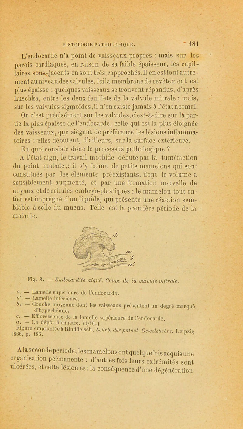 L’endocarcle n’a point de vaisseaux propres : mais sur les parois cardiaques, en raison de sa faible épaisseur, les capil- laires sous-jacents en sont très rapprochés.Il en est tout autre- ment au niveau des \ al vules. Icila membranede revêtement est plus épaisse : quelques vaisseaux se trouvent répandus, d’après Luscbka, entre les deux feuillets de la valvule mitrale ; mais, sur les valvules sigmoïdes,il n’en existe jamais à l’état normal. Or c’est précisément sur les valvules, c’est-Èu-dire sur lfi par- tie la plus épaisse de l’encfocarde, celle qui est la plus éloignée des vaisseaux^que siègent de préférence les lésions inflamma- toires : elles débutent, d’ailleurs, sur la surface extérieure. En quoi consiste donc le processus pathologique ? A l’état aigu, le travail morbide débute par la tuméfaction du point malade.: il s’v forme de petits mamelons qui sont constitués par les éléments préexistants, dont le volume a sensiblement augmenté, et par une formation nouvelle de noyaux et de cellules embryo-plastiques ; le mamelon tout en- tier est imprégné d’un liquide, qui présente une réaction sem- blable à celle du mucus. Telle est la première période de la ■ maladie. IUg, 8. Endocardite aiguë. Coupe de la valvule mitrale. a. — Lamelle supérieure de l’endocarde. a'. — Lamelle inférieure. Couche moyenne dont les vaisseaux présentent un degré marqué d’hyperhémie. c- Efflorescence de la lamelle supérieure de l’endocarde. «. — Le dépôt fibrineux. (1/10.) 1866° p10 °ggPmn*'ec ^ Rindfleisch. Lehrb. der.pathol. Gewelebehr:. Leipzig A la seconde période, les mamelons ont quelquefois acquis une organisation permanente : d'autres fois leurs extrémités sont ulcérées, et cette lésion est la conséquence d’une dégénération