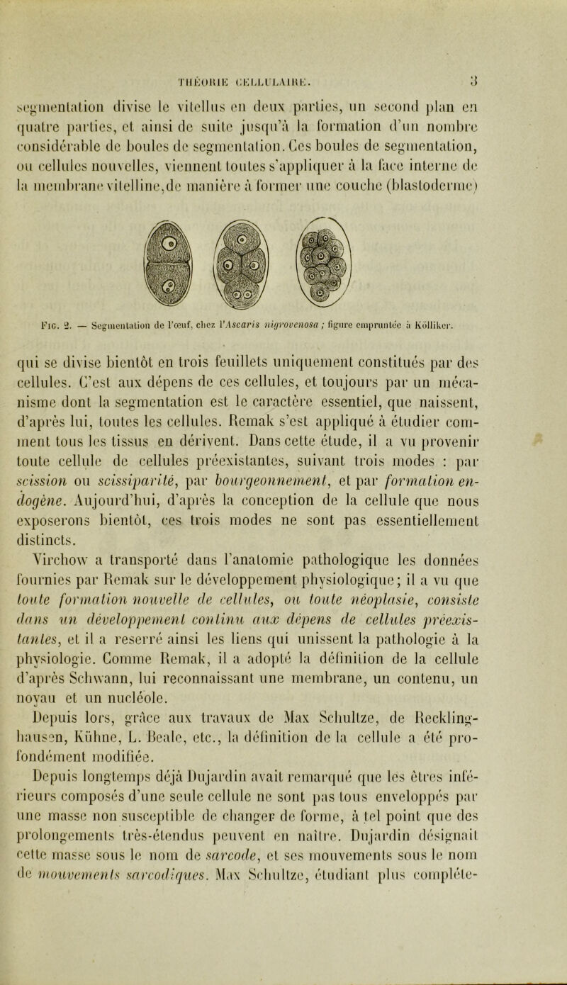 TlIKOlUK CKUAU.AIHK. soi^iiienlaliuii divise le vilelliis oii deux parties, un second plan en (piatre parties, et ainsi de suite jusqu’à la rormation d’un nonibi’c considérahle de boules de segnienlalion. Ces boules de segmentation, ou cellules nouvelles, viennent toutes s’appli({uer à la lace interne de la iueud)i’aii(‘vilelline.de manière à Ibrmer une couclie (blastoderme) Fie. ü. — Seg’inealalion de l’oîuf, clicz l’Ascaris nùjrovcnosa ; ligure empruntée à Kollikor. qui se divise bientôt en trois feuillets uniquement constitués par des cellules. C’est aux dépens de ces cellules, et toujours par un inéca- nisme dont la segmentation est le caractère essentiel, que naissent, d’après lui, toutes les cellules. Remak s’est appliqué à étudier com- ment tous les tissus en dérivent. Dans cette étude, il a vu provenir toute cellule de cellules préexistantes, suivant trois modes : par scission ou scissiparité, par bourgeonnement, et par formation en- dogène. Aujourd’hui, d’après la conception de la cellule que nous exposerons bientôt, ces trois modes ne sont pas essentiellement distincts. Virchow a transporté dans l’anatomie pathologique les données fournies par Remak sur le développement physiologique; il a vu que toute formation nouvelle de cellules, ou toute néoplasie, consiste dans un développement continu aux dépens de cellules préexis- tantes, et il a reserré ainsi les liens qui unissent la pathologie à la physiologie. Comme Remak, il a adopté la définition de la cellule d’après Scbwann, lui reconnaissant une membrane, un contenu, un novau et un nucléole. V De})uis lors, grâce aux travaux de Max Scbultze, de Reckling- liausen, Küline, L. Reale, etc., la définition de la cellule a été pro- fondément modifiée. Depuis longtem])S déjà Dujardin avait remarqué que les êtres infé- lâeurs composés d’une seule cellule ne sont }):is tous enveloppés par une masse non susceptible de changer de forme, à tel point que des prolongements très-étendus peuvent en naîire. Dujardin désignait cette masse sous le nom de sarcode, et ses mouvements sous le nom de mouvements sarcodiques. Max Sehultze, étudiant plus complète-