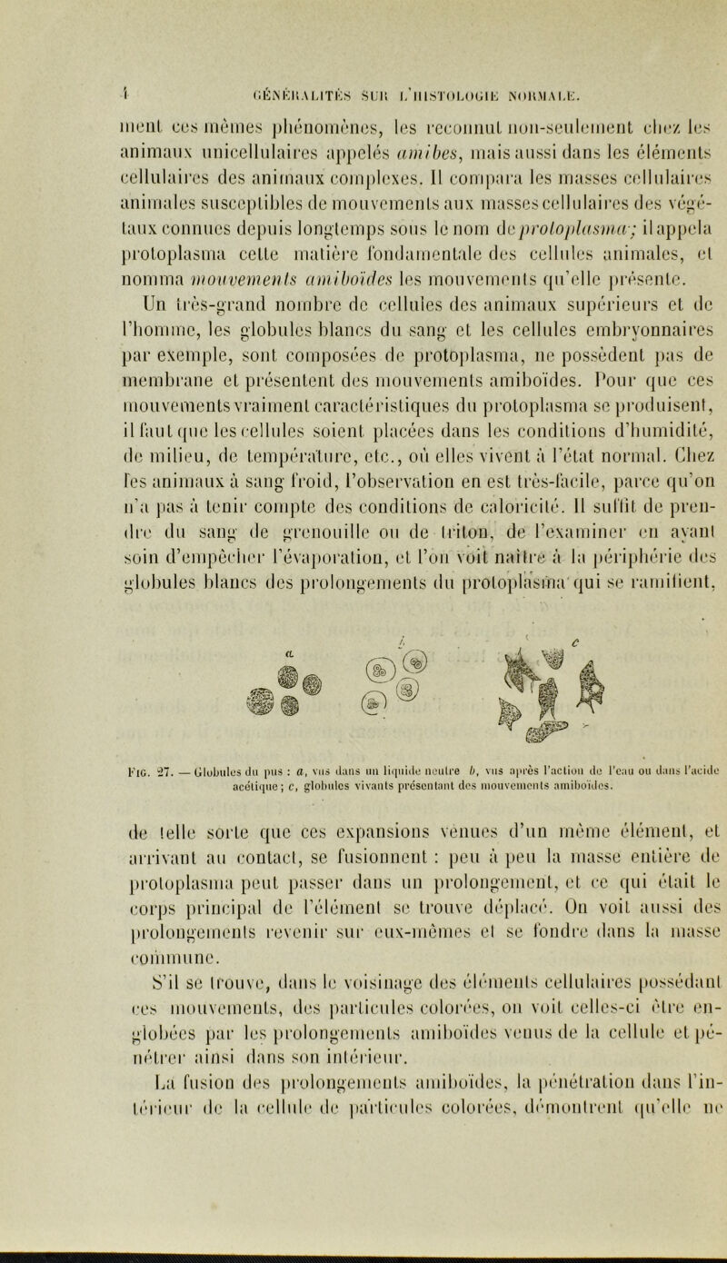 CKiNKUAUTKS SUI’. I. lllSTnUXJIK NOUMAU:. mciil CCS mêmes phénomènes, les l'CcominL non-senlenient chez les animaux nnicellnlaires appelés amibes, mais aussi dans les éléments cellulaires des animaux complexes. 11 compara les masses cellulaires animales susceptibles de mouvements aux masses cellulaires des végé- taux connues depuis longtemps sons le nom dcproloplasma-; il appela protoplasma cette malièi’e Ibiidamentale des cellules animales, et nomma mouvemenls amihoïâes les mouvements qu’elle ])résente. Un ti’ès-grand nombre de cellules des animaux supérieurs et de rhomme, les globules blancs du sang et les cellules embryonnaires par exemple, sont composées de protoplasma, ne possèdent pas de membrane et présentent des mouvements amiboïdes. Pour que ces mouvements vraiment caractéiâstiques du protoplasma se produisent, il faut que les cellules soient placées dans les conditions d’humidité, de milieu, de température, etc., où elles vivent à l’état normal. Chez les animaux à sang IVoid, l’observation en est très-lacile, parce qu’on n’a pas à tenir compte des conditions de caloricité. Il sunit de pren- dre du sang de grenouille ou de triton, de l’examiner en ayant soin d’empècber l’évaporation, et l’on voit naitre à la j)éripbérie des globules blancs des pi’olongements du protoplasina'qui se ramilieiit, a Fig. ^7. —Globules du pus : a, vus dans un lirpiido neutre b, vus après l'aclion do l’eau ou dans l’acide acétique; c, globules vivants présentant dos inouvcincnts amiboïdes. de telle sorte que ces expansions venues d’un même élément, et arrivant au contact, se fusionnent : peu à peu la masse entière de pi’otoplasma peut passer dans un prolongement, et ce qui était le corps principal de l’élément se trouve déplacé. On voit aussi des [irolongements revenir sui* eux-mèmes et se fondre dans la masse coiimmne. S’il se trouve, dans le voisinage des éléments cellulaii’es [lossédanl ces mouvements, des particules colorées, on voit celles-ci être en- globées par les })rolongements amiboïdes venus de la cellule et pé- nétrer ainsi dans son intérieur. La fusion des prolongements amiboïdes, la pénétration dans l’in- |('‘ri(‘ur de la celluli* de jiaï'ticules colorées, diùnonlrent (pi'idle uc