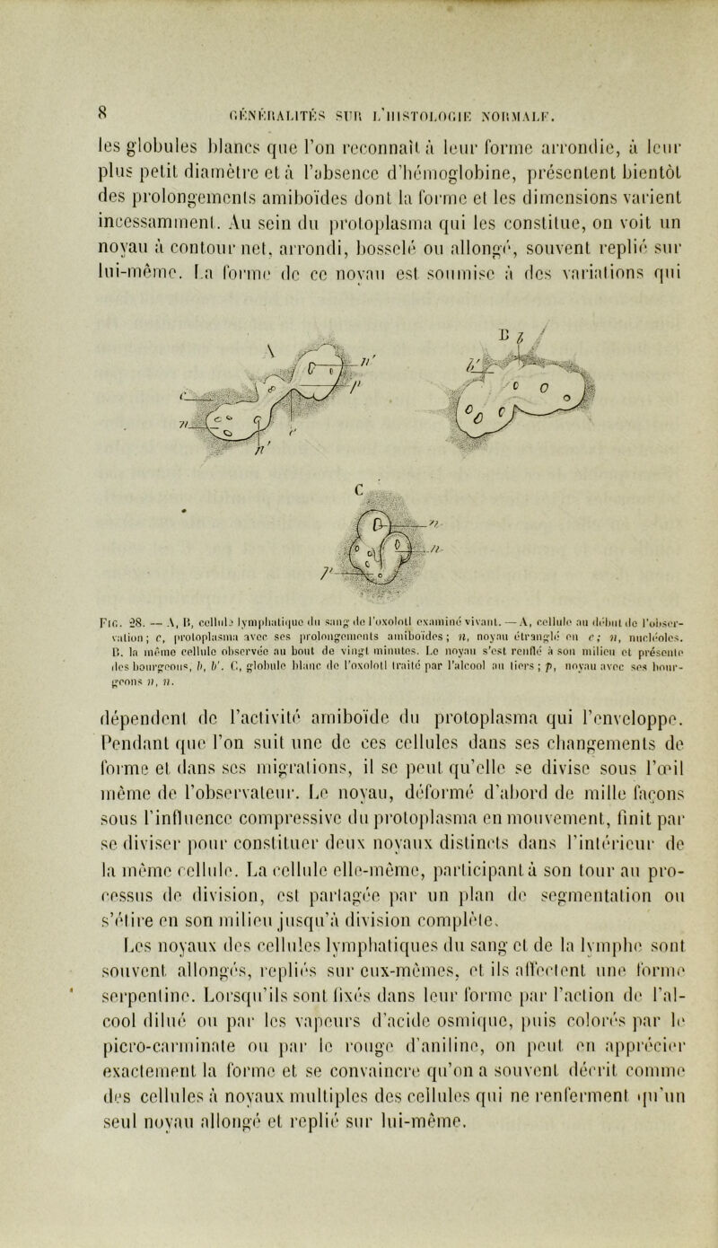 (’.KNKP.ALITKS SFU I, Il IST0I,0(]IK XOIIM ALI’. les globules l)lancs que Tou reconnaîi à leue forine aiToiulie, à leur plus pelil diamètre et à Fabseiice d’béinoglobine, présentent bientôt des prolongements amiboïdes dont la forme et les dimensions varient incessamment. Au sein du protoplasma qui les constitue, on voit un noyau à contour net, arrondi, bosselé ou allongé', souvent replié sur lui-méme. l.a formi* de ce novau est soumise à des variations qui Fit'.. 58. — r>, colliib lym|)liali(iuo du sang'do l'oxolnll examiné vivant.—A, cellule an (h'dtuldo l’oltser- valion ; r, (iroloplasnia avec ses prolong'onieiUs amiboïdes; il, noyau étr3n;fli; en e ; ii, nucléoles, n. la même cellule observée an bout de vin^l minutes. Le noyau s’c.st renflé à son niilien et présente des bourtreniis, !>, b'. C, globule blanc do l’oxolotl traité par l’alcool an tiers; p, noyau avec se.s bour- geons 11, n. dépendent de l’activité arniboïde du protoplasma qui renveloppe. Pendant que l’on suit une de ces cellules dans ses changements de forme et dans ses migrations, il se peut qu’elle se divise sous l’onl môme de l’observateur, l.e noyau, déformé d’abord de mille faeons sous rinfluence compressive du protojilasma en mouvement, finit par se diviser pour constituer deux noyaux distinets dans l’intérieur de la môme t elliile. La cellule elle-môme, participant à son tour au pro- cessus de division, est partagée par un plan de segmentation ou s’étire en son milieu jusqu’à division complète. Les noyaux des cellules lymphatiques du sang et de la lymphe sont souvent allongés, rcqilit’s sur eux-mômes, et ils alVeetent une forme serpentine. Lorsqu’ils sont lixés dans leur forme jiar l’action de l’al- cool dilué ou par les vapeurs d’acide osmique, puis colon's par le picro-carminate ou jiar le rouge (faniline, on peut en apprécier exactement la Ibrme et se convaincre qu’on a souvent décrit comme des cellules à noyaux multiples des cellules qui ne renferment qu’un seul noyau allongé et replié sur lui-môme.