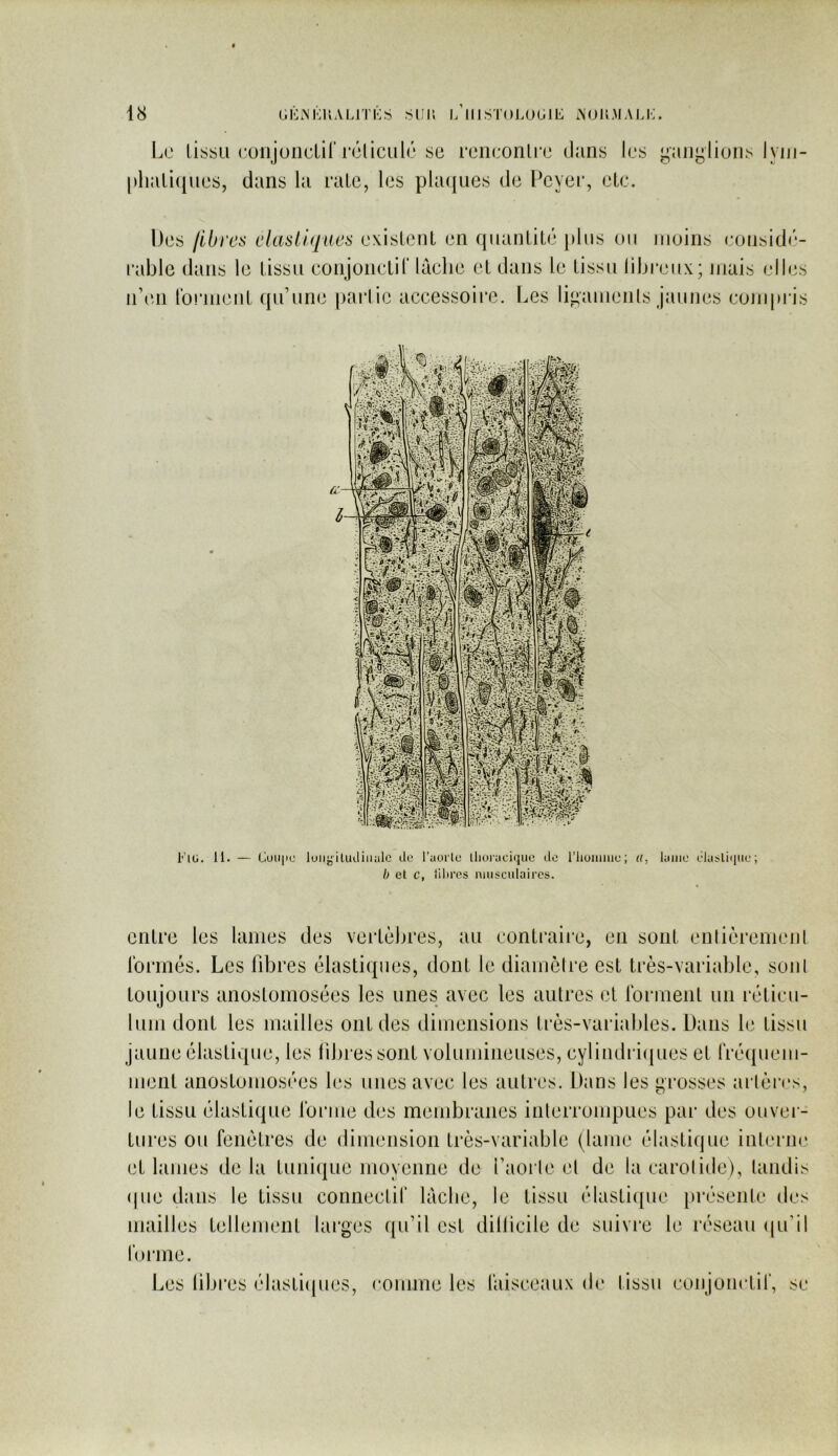 Le tissu (•uiijunclir réliculé SC rciiconli’c dans les yanylions lyin- |)liali([ues, dans la rate, les pkujues de Peyer, etc. Des libres élastiques existent en qiiantit(‘ pins ou moins eonsidf'- rable dans le tissu conjonctil' lâche et dans le tissu libreiix; niais edies n\ui ro!*ni(3nt qu’une partie accessoire. Les lii^anients jîuines conqtris 11. — euu|ic luiiyiliidiiialo de ruorle tliüi'uciquo de l’iiünime; i(, lame elaslique; b et c, iihres musculaires. entre les lames des vertèbres, au contraire, en sont entièrenienl Ibrinés. Les fdjres élastiques, dont le diamcire est très-variable, soni toujours anostomosées les unes avec les autres et tonnent un réticu- lum dont les mailles ont des dimensions très-variables. Dans le tissu jaune élastique, les libres sont volumineuses, eylindritpies et fréqueiii- ment anostomosées les unes avec les autres. Dans les grosses aiièrcs, le tissu élastique Ibriiie des membranes inlerrompues par des ouver- tures ou fenêtres de dimension très-variable (lame élastiijue inlcrnr et lames de la tunique moyenne de i’aoiie cl de la carolide), tandis (|ue dans le tissu connectif lâche, le tissu élastiipie présenle des mailles tellement larges qu’il est dillicile de suivre le réseau (ju'il forme. Les libres élastiipies, comme les faisceaux de tissu conjonctif, se