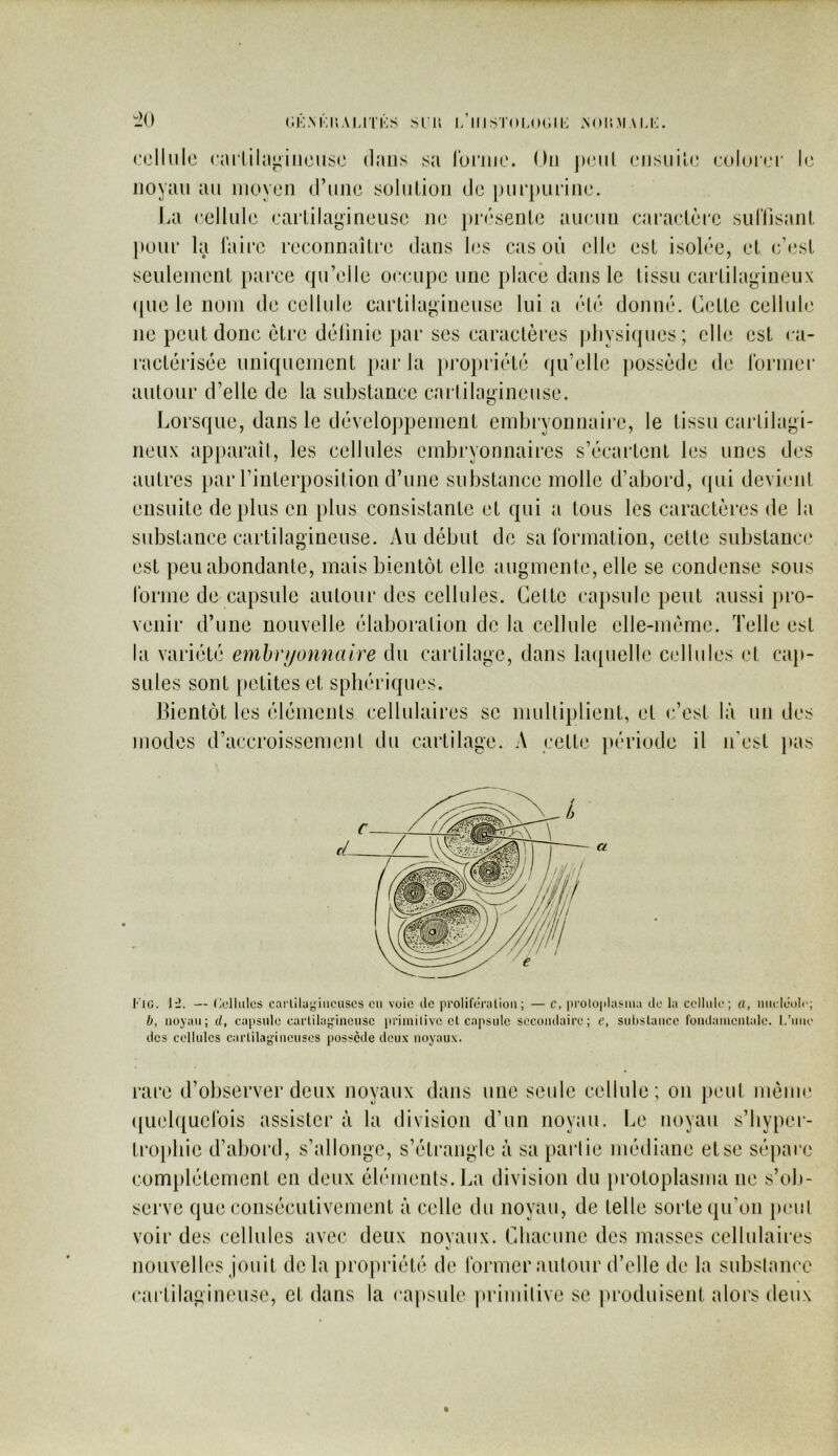 cellule carlila^iiieuse dans sa luriiie. Ou ])eiil eiisuile eului(,T le noyau au moyen d’une solution de [)Ui’[)Ui'ine. lia cellule eacLilagineusc ne présente aucun caractère sullisant pour la laii’e reconnaître dans les cas où elle est isolée, et c’est seulement j)ai’ce (pi’elle occupe une place dans le tissu cartilagineux ({lie le nom de cellule cartilagineuse lui a été donné. Cette cellule ne peut donc être délinie par ses caractères pliysi(]ues; elle est ca- lactérisée uniquement i>ar la jiropriété qu’elle ])0ssède de Ibrrnei' autour d’elle de la substance cartilagineuse. Lorsque, dans le développement embryonnaire, le tissu cai’lilagi- neux apparaîl, les cellules embryonnaires s’écartent les unes des autres par l’interposition d’une substance molle d’abord, (|ui devient ensuite dei)lus en plus consistante et qui a tous les caractères de la substance cartilagineuse. Au début de sa Ibrmation, cette substance est peuabondanle, mais bientôt elle augmcnie, elle se condense sous rorine de capsule autour des cellules. Cette capsule peut aussi pro- venir d’une nouvelle élaboration de la cellule elle-même. Telle est la variété emhri/onnaire du cartilage, dans bupielle cellules et cap- sules sont petites et sphériques. Bientôt les éléments cellulaires se multiplient, et c’est là un des modes d’accroissement du cartilage. A cette j^ériode il n’est }»as CiG. 1-2. — Cellules carliluyiiieiises en voie de proliferaliüii ; — c, protoiilasiiia de la cellule; a, nucléole; b, noyau; d, caiisnle carlilagincusc priinilivo et capsule secondaire; e, sul)slancc londainentale. L’une des cellules cartilagineuses possède deux noyaux. rare d’observer deux noyaux dans une seule cellule; on peut même ([uelquelbis assister à la division d’un noyau. Le noyau s’byper- tropbie d’abord, s’allonge, s’étrangle à sa parlie médiane et se sépare complètement en deux éléments. La division du protoplasma ne s’ob- serve que consécutivement à celle du noyau, de telle sorte qu’on [leul voir des cellules avec deux novaux. Chacune des masses cellulaires nouvelles jouit delà })ropriété de Ibrmer autour d’elle de la subslance cartilagineuse, et dans la ca|»sule jirimilive se produisent alors deux