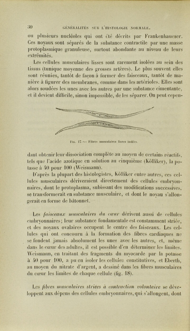 r.KAKIlAUTKS SI II j/ll I ST()L( »GI K AOllAIAU:. ;;o 011 pliisiuLU’s nucléoles qui ouL cLé décrils [)ur Fi'aukcnliauescr. Ces noyaux sont séparés de la subslancc conlraclile |)ai* une niasse |)roloplasniiqiie granuleuse, surloul abondante au niveau de leui’S c\( rémi tés. Les cellules inusculaires lisses sont rarement isolées au sein des tissus (tunique moyenne des grosses artères). Le plus souvent elles seul réunies, tantôt de façon à former des faisceaux, tantôt de ma- nière à ligui’er des membranes, comme dans les artérioles. Elles seul alors soudées les unes avec les autres par une substance cimentante, et il devient difficile, sinon impossible, de les séparer. On peut ce|)eii- l’io. 17.— riljrc;> iiuiscuhiires lisses isolei.’.-^. daiil obtenir leur dissociation complète au moyen de certains réactifs, tels que l’acide azotique en solution au cinquième (Kôlliker), la po- tasse à 40 pour 100 (Weismann). D’après la plupart des bislologistes, luillikei* entre autres, ces cel- lules musculaires dériveraient directement des cellules embrvon- naires, dont le protoplasma, subissant des modifications successives, se transformerait en substance musculaire, et dont le noyau s’allon- gerait en forme de bâtonnet. Les faisceaux u(usculaices du cœur dérivent aussi de cellules embrvonnaires ; leur substance fondamentale est constamment striéig et des noyaux ovalaires occupent le centre des faisceaux. Les cel- lules (|ui ont concouru à la formation des fibres cardiaijues ne se fondent jamais absolument les unes avec les auti*es, et, même dans le cœui‘ des adiilles, il est possible d’en détenninei’ les limites. Weismann, en traitant des fragments du myocarde [>ar la potasse à 40 [)Our 100, a jui en isoler les cellules constitutives, et Ebertb, au moyen du nitrate d’aigent, a dessiné dans les fibres musculaires du cœur les limites de chaque cellule (^lig. 18). Les /ibres musculaires striées à conlraction volontaire se déve- loj)[)('iit aux dépens des cellules embryonnaii'es, qui s’allongent, dont