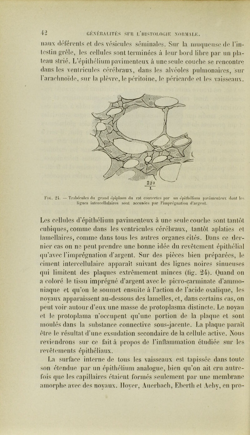 iiiiiix (I('I('m*('ii1s o( (1(^s Vf'îsiciilr's séniin.Mlf's. Sur la iiiii(|iu‘iis(' <l<‘ l’in- Icsliii grôle, Irs colliilcs sont terminées à leur Ijord libre par un pla- teau strié. L’é|)iLliéliuin pavimcnteiix à une seule couche se renconti’e dans les venlricnlcs cérébraux, dans les alvéoles pnbnonaires, sin* l’aracbnoïde, sur la ])lèvre, b‘])ériloine, le péricarde et les vaisseaux. lOn. 21. —Ti'.il)0('iilos (lu gTnnd (‘|iiploon du ral coiiwrlos par un (■pilludiiini pavimonloiix d(jnl Ic' li^'uos iiilf'iTcdlidaii’os soûl ac('us('cs par riuipn’gnatiuii d’ar^'oiil. Les cellules d’épitbélinm pavimentenx à une seule couche sont tanlot cubiques, comme dans les ventricub's cérébraux, tantôt aplaties el lamellaires, comme dans tous les autres organes cités. Dans ce dei- nier cas on ne peut prendre une bonne idée du revêtement épithélial (ju’avec rimprép:nalion d’art^ent. Sur des pièces l)ien préparées, le ciment intercellulaire apparaît suivant des lignes noires sinueuses qui limitent des plaques extrêmement minces (lig. ^4). Ouand on a coloré le tissu imprégné d’argent avec le picro-carminate d’ammo- niaque et qu’on le soumet ensuite à l’action de l’acide oxalique, les noyaux apparaissent au-dessous des lamelles, et, danscerlains cas, on peut voir autour d’eux une masse de protoplasma distincle. Le noyau et le protoplama n’occupent qu’une portion de la plaque et soni moulés dans la substance connective sous-jacenle. La plaque ])araît être le résullat d’une exsudation secondaire de la cellule active. Nous reviendrons sur ce fait à ])ropos de rinllammation étudiée sur les revêhunents épithéliaux. t.a surface interne de tous les vaisseaux est tapissée dans toute son étendue par un épilbéliiim analogue, bien qu’on ait cru aulre- fois que les ca])iMaires étaient formés seulement par une membrane amorphe avec des noyaux. 1 loyer, Auerbacb, Eberlb el Aeby, en pro-