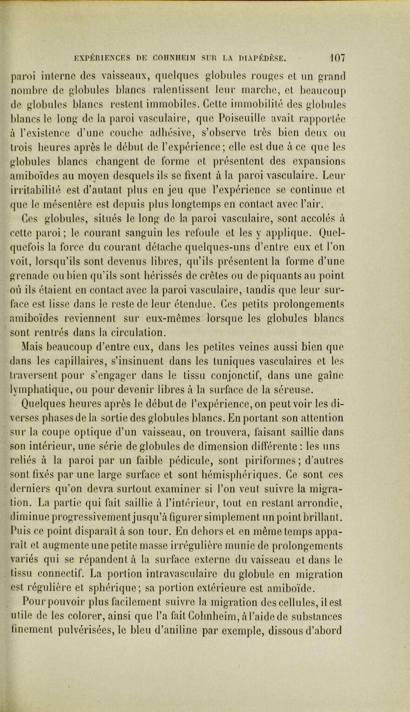 paroi inlernc des vaisseaux, quelques gloluilcs routes cL un grand nombre de globules blancs ralenlisscnl leur rnarebe, et licaucoup de globules blancs reslenl immobiles. Celte immobilité des globules blancs le long de la paroi vasculaire, que Poiseuille avait rapportée à rexistenee d’une coiicbe adbésive, s’observe très bien deux ou trois heures après le début de l’expérience; elle est due à ce que les globules blancs changent de forme et présentent des expansions amiboïdes au moyen desquels ils se fixent à la paroi vasculaire. Leur irritabilité est d’autant plus en jeu que l’expérience se continue et que le mésentère est depuis plus longtemps en contact avec l’air. Ces globules, situés le long de la paroi vasculaire, sont accolés à cette paroi; le courant sanguin les refoule et les y applique. Quel- quefois la force du courant délache quelques-uns d’entre eux et l’on voit, lorsqu’ils sont devenus libres, qu’ils présentent la forme d’une grenade ou bien qu’ils sont hérissés de crêtes ou dépiquants au point où ils étaient en contact avec la paroi vasculaire, tandis que leur sur- face est lisse dans le reste de leur étendue. Ces petits prolongements amiboïdes reviennent sur eux-mêmes lorsque les globules blancs sont rentrés dans la circulation. Mais beaucoup d’entre eux, dans les petites veines aussi bien que dans les capillaires, s’insinuent dans les tuniques vasculaires et les traversent pour s’engager dans le tissu conjonctif, dans une gaine lymphatique, ou pour devenir libres à la surface de la séreuse. Quelques heures après le début de l’expérience, on peut voir les di- verses phases de la sortie des globules blancs. En portant son attention sur la coupe optique d’un vaisseau, on trouvera, faisant saillie dans son intérieur, une série de globules de dimension différente : les uns reliés à la paroi par un faible pédicule, sont piriformes ; d’autres sont fixés par une large surface et sont hémisphériques. Ce sont ces derniers qu’on devra surtout examiner si l’on veut suivre la migra- tion. La partie qui fait saillie à l’intérieur, tout en restant arrondie, diminue progressivement jusqu’à figurer simplement un pointbrillant. Puis ce point disparaît à son tour. En dehors et en même temps appa- raît et augmente une petite masse irrégulière munie de prolongements variés qui se répandent à la surface externe du vaisseau et dans le tissu connectif. La porlion intravasculaire du globule en migration est régulière et sphérique; sa portion extérieure est amiboïde. Pour pouvoir plus facilement suivre la migration des cellules, il est utile de les colorer, ainsi que l’a fait Colinheim, à l’aide de substances linement pulvérisées, le bleu d’aniline par exemple, dissous d’abord