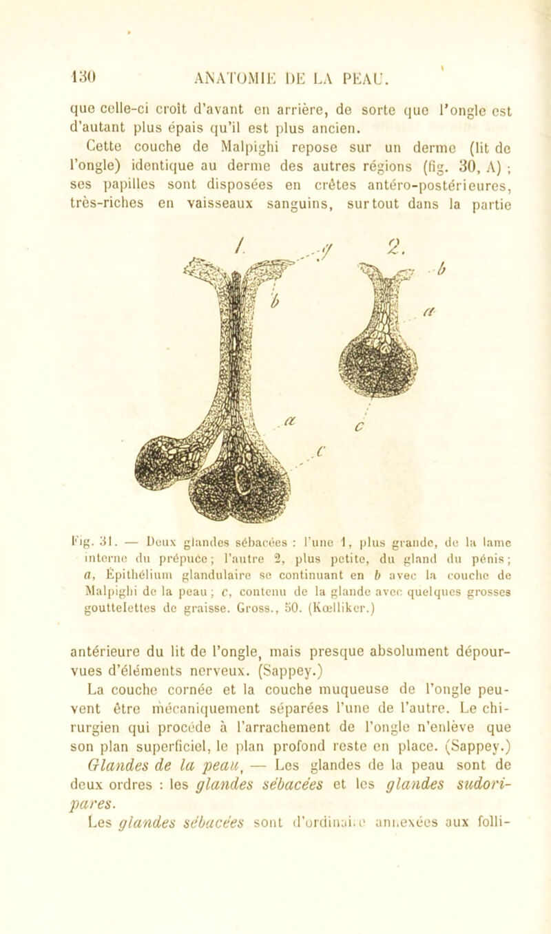 que celle-ci croit d’avant en arrière, de sorte que l’ongle est d’autant plus épais qu’il est plus ancien. Cette couche de Malpighi repose sur un derme (lit de l’ongle) identique au derme des autres régions (fig. 30, A) ; ses papilles sont disposées en crêtes antéro-postérieures, très-riches en vaisseaux sanguins, surtout dans la partie t'ig. 31. — Doux glandes sébacées : l’une 1, plus grande, do la lame interne du prépuce ; l’autre 2, plus petite, du gland du pénis ; <7, Epithélium glandulaire se continuant en b avec la couche de Malpighi de la peau ; c, contenu de la glande avec quelques grosses gouttelettes de graisse. Gross., 50. (Kœlliker.) antérieure du lit de l’ongle, mais presque absolument dépour- vues d’éléments nerveux. (Sappey.) La couche cornée et la couche muqueuse de l’ongle peu- vent être mécaniquement séparées l’une de l’autre. Le chi- rurgien qui procède à l’arrachement de l’ongle n’enlève que son plan superficiel, le plan profond reste en place. (Sappey.) Glandes de la peau, — Les glandes de la peau sont de deux ordres : les glandes sébacées et les glandes sudori- pares. Les glandes sébacées sont d’ordinaire annexées aux folli-