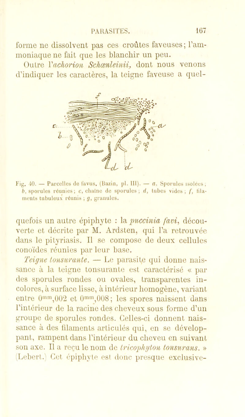 forme ne dissolvent pas ces croûtes faveuses; l’am- moniaque ne fait que les blanchir un peu. Outre Yachorion Schœnleinii, dont nous venons d’indiquer les caractères, la teigne faveuse a quel- Fig. 40. — Parcelles do favus. (Bazin, pl. 111). — a, Sporulos isolées, 6, sporules réunies; c, chaîne de sporulos; d, tubes vides; f, lila- quefois un autre épiphyte : la puccinia favi, décou- verte et décrite par M. Ardsten, qui l’a retrouvée dans le pityriasis. Il se compose de deux cellules conoïdes réunies par leur base. Teigne tonsurante. — Le parasite qui donne nais- sance à la teigne tonsurante est caractérisé « par des sporules rondes ou ovales, transparentes in- colores, à surface lisse, à intérieur homogène, variant entre 0mm,002 et 0mm,008; les spores naissent dans l’intérieur de la racine des cheveux sous forme d’un groupe de sporules rondes. Celles-ci donnent nais- sance à des filaments articulés qui, en se dévelop- pant, rampent dans l’intérieur du cheveu en suivant son axe. Il a reçu le nom de Iricophyton tonsurans. » (Leberl. Cet épiphyte est donc presque exclusive-