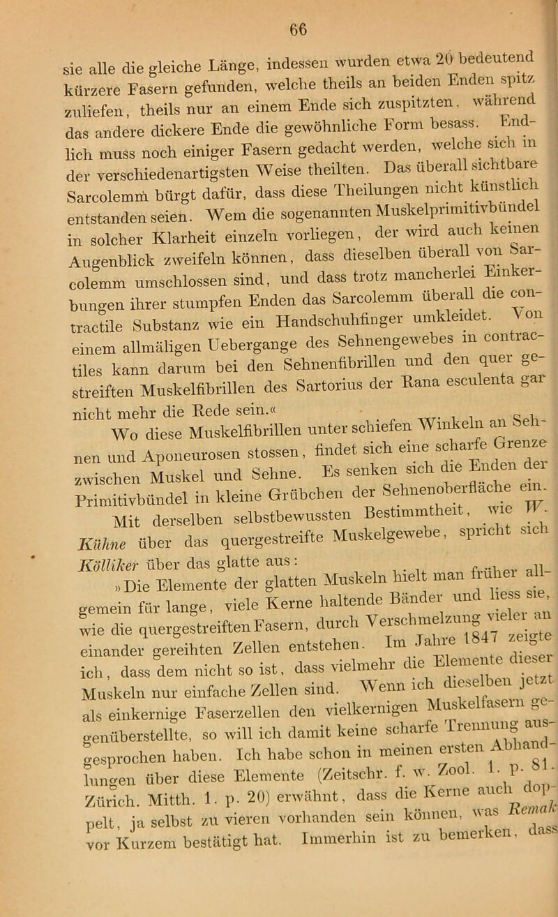 sie alle die gleiche Länge, indessen wurden etwa 20 bedeuten» 3 kürzere Fasern gefunden, welche theils an beiden Enden spi / zuliefen, theils nur an einem Ende sich zuspitzten, wahrend das andere dickere Ende die gewöhnliche Form besass. End lieh muss noch einiger Fasern gedacht werden, welche sich m der verschiedenartigsten Weise tlieilten. Das überall sichtbare Sarcolemni bürgt dafür, dass diese Theilungen nicht künstlich entstanden seien. Wem die sogenannten Muskelprimitivbunde in solcher Klarheit einzeln vorliegen, der wird auch keinen Augenblick zweifeln können, dass dieselben überall von bar colemm umschlossen sind, und dass trotz mancherlei m er- bungen ihrer stumpfen Enden das Sarcolemm überall die con- tractile Substanz wie ein Handschuhfinger umklei et. einem allmäligen Uebergange des Sehnengewebes m contrac- tiles kann darum bei den Sehnenfibrillen und den quer ge- streiften Muskelfibrillen des Sartorius der Rana esculenta g mchmehrie untel. schiefen Winkeln an Seh- - - -V»'— d “r zwischen Muskel und Sehne. Es senken «neu Primitivbündel in kleine Grübchen der Sehnenobelflache e n. Mit derselben selbstbewussten Bestimmtheit, - Kühne über das quergestreifte Muskelgewebe, spricht sich Kölliker über das glatte aus: »Die Elemente der glatten Muskeln hielt man fiuhei ah gemein für lange, viele Kerne haltende Bänder und liess wie die quergestreiften Fasern, durch Vers< einander gereihten Zellen entstehen. m a 1 dieser ich, dass dem nicht so ist, dass vielmehl it < ei^nc Muskeln nur einfache Zellen sind. Wenn ic als einkernige Faserzellen den vielkernigen Muskelfasel g genüberstellte, so will ich damit keine scharfe Trennung aus gesprochen haben. Ich habe schon in meinen ersten Abha Immen über diese Elemente (Zeitschr. f. w. Zoo . • P- Zürich. Mitth. 1. p. 20) erwähnt, dass die Kerne aucil op pelt, ja selbst zu vieren vorhanden sein können, was _ vor Kurzem bestätigt hat. Immerhin ist zu bemerken,