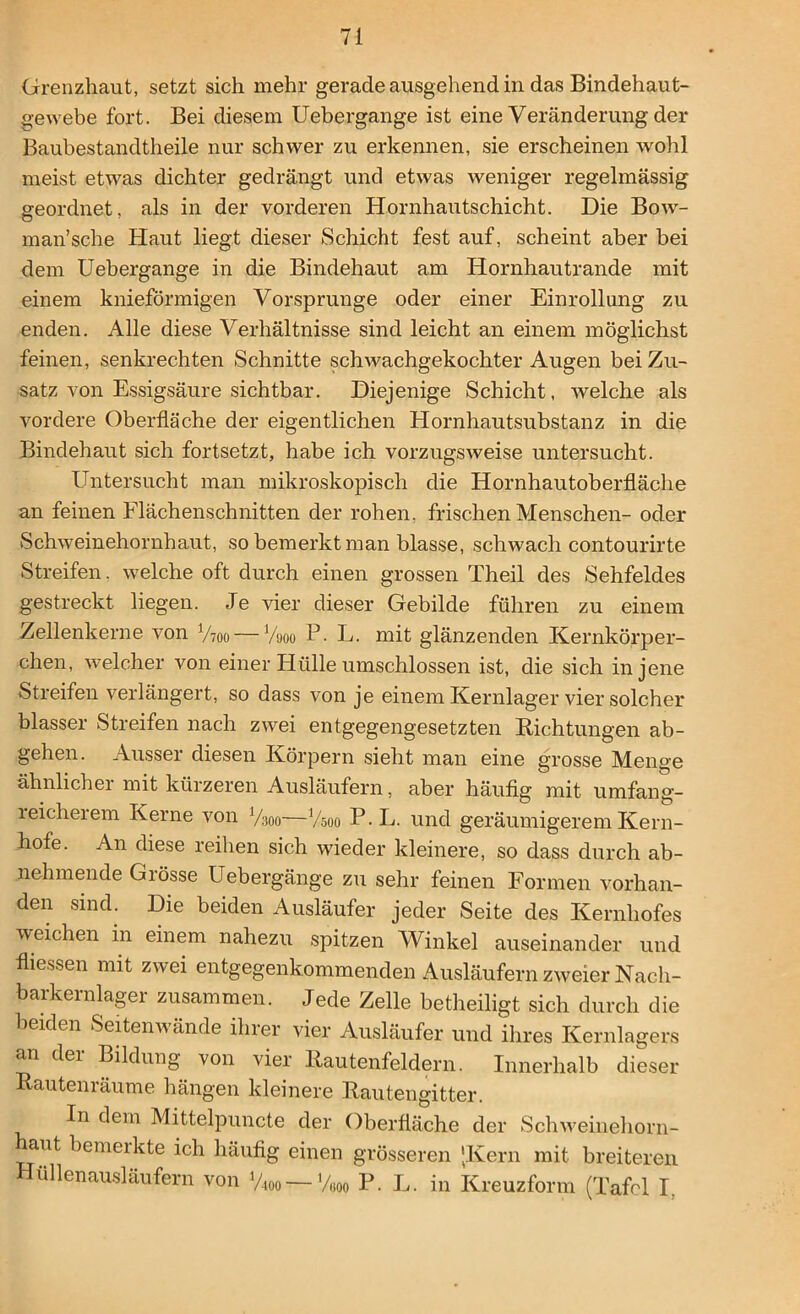 Grenzhaut, setzt sich mehr gerade ausgehend in das Bindehaut- gewebe fort. Bei diesem Uebergange ist eine Veränderung der Baubestandtheile nur schwer zu erkennen, sie erscheinen wohl meist etwas dichter gedrängt und etwas weniger regelmässig geordnet, als in der vorderen Hornhautschicht. Die Bow- man’sche Haut liegt dieser Schicht fest auf, scheint aber bei dem Uebergange in die Bindehaut am Hornhautrande mit einem knieförmigen Vorsprunge oder einer Einrollung zu enden. Alle diese Verhältnisse sind leicht an einem möglichst feinen, senkrechten Schnitte schwachgekochter Augen bei Zu- satz von Essigsäure sichtbar. Diejenige Schicht, welche als vordere Oberfläche der eigentlichen Hornhautsubstanz in die Bindehaut sich fortsetzt, habe ich vorzugsweise untersucht. Untersucht man mikroskopisch die Hornhautoberfläche an feinen Elächenschnitten der rohen, frischen Menschen- oder Schweinehornhaut, so bemerkt man blasse, schwach contourirte Streifen, welche oft durch einen grossen Theil des Sehfeldes gestreckt liegen. Je vier dieser Gebilde führen zu einem Zellenkerne von Vtoo — Vqoo P. L. mit glänzenden Kernkörper- chen, welcher von einer Hülle umschlossen ist, die sich in jene Streifen verlängert, so dass von je einem Kernlager vier solcher blasser Streifen nach zwei entgegengesetzten Richtungen ab- gehen. Ausser diesen Körpern sieht man eine grosse Menge ähnlicher mit kürzeren Ausläufern, aber häufig mit umfang- reicherem Kerne von J/300—l/-m P.L. und geräumigerem Kern- hofe. An diese reihen sich wieder kleinere, so dass durch ab- nehmende Grösse Uebergänge zu sehr feinen Formen vorhan- den sind. Die beiden Ausläufer jeder Seite des Kernhofes weichen in einem nahezu spitzen Winkel auseinander und fliessen mit zwei entgegenkommenden Ausläufern zweier Nach- barkernlager zusammen. Jede Zelle betheiligt sich durch die beiden Seitenwände ihrer vier Ausläufer und ihres Kernlagers an dei Bildung von vier Rautenfeldern. Innerhalb dieser Rautenräume hängen kleinere Rautengitter. In dem Mittelpuncte der Oberfläche der Schweinehorn- aut bemerkte ich häufig einen grösseren 'Kern mit breiteren Hüllenausläufern von %oo — Wo P. L. in Kreuzform (Tafel I.