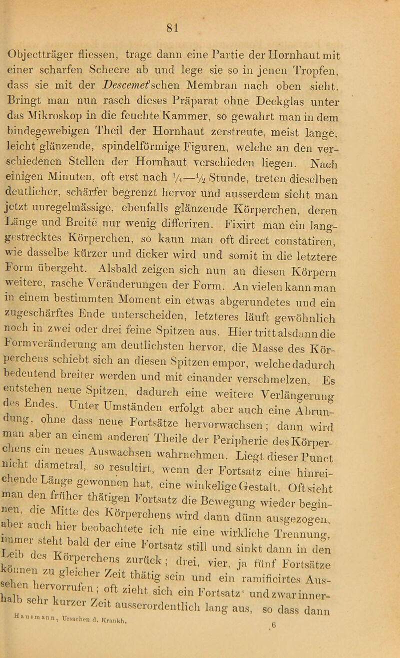 Objectträger fliessen, trage dann eine Partie der Hornhaut mit einer scharfen Scheere ab und lege sie so in jenen Tropfen, dass sie mit der Descemetschen Membran nach oben sieht. Bringt man nun rasch dieses Präparat ohne Deckglas unter das Mikroskop in die feuchte Kammer, so gewahrt man in dem bindegewebigen Theil der Hornhaut zerstreute, meist lange, leicht glänzende, spindelförmige Figuren, welche an den ver- schiedenen Stellen der Hornhaut verschieden liegen. Nach einigen Minuten, oft erst nach y4—y2 Stunde, treten dieselben deutlicher, schärfer begrenzt hervor und ausserdem sieht man jetzt unregelmässige, ebenfalls glänzende Körperchen, deren Länge und Breite nur wenig differiren. Fixirt man ein lang- gestrecktes Körperchen, so kann man oft direct constatiren, wie dasselbe kürzer und dicker wird und somit in die letztere Form übergeht. Alsbald zeigen sich nun an diesen Körpern weitere, rasche Veränderungen der Form. An vielen kann man in einem bestimmten Moment ein etwas abgerundetes und ein zugeschärftes Ende unterscheiden, letzteres läuft gewöhnlich noch m zwei oder drei feine Spitzen aus. Hier tritt alsdann die Form Veränderung am deutlichsten hervor, die Masse des Kör- peichens schiebt sich an diesen Spitzen empor, welche dadurch bedeutend breiter werden und mit einander verschmelzen, Es entstehen neue Spitzen, dadurch eine weitere Verlängerung des Endes. Unter Umständen erfolgt aber auch eine Abrun- img’ ohne dass neue Fortsätze hervorwachsen; dann wird man aber an einem anderen Theile der Peripherie desKörper- C.ienS em neues Answachsen wahrnehmen. Liegt dieser Punct nicht diametral, so resultirt, wenn der Fortsatz eine hinrei- chende Lange gewonnen hat, eine winkelige Gestalt. Oft sieht man den früher thätigen Fortsatz die Bewegung wieder begin- nen, die Mitte des Körperchens wird dann dünn ausgezog°en i«a ' ITH °“'ete icH ”e •*“ wirkliche Trennung,' I edfV Ir ta Cr eme F°rtSatZ Sti und sinkt dann “ den E des Körperchens zurück; drei, vier, ja fünf Fortsätze können zu gle.cher Zeit thätig sein und ein ramificirtes Aus- hall rrUfen ; °ft ZIeht sich ein Fortsatz- und zwarinner- ha b sehr kurzer Zeit ausserordentlich lang aus, so dass dann Hausmann, Ursachen d. Krankh.