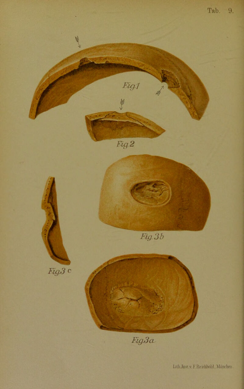 Fig.3a LilhJnst.v. K Rcichhold.Miinchen