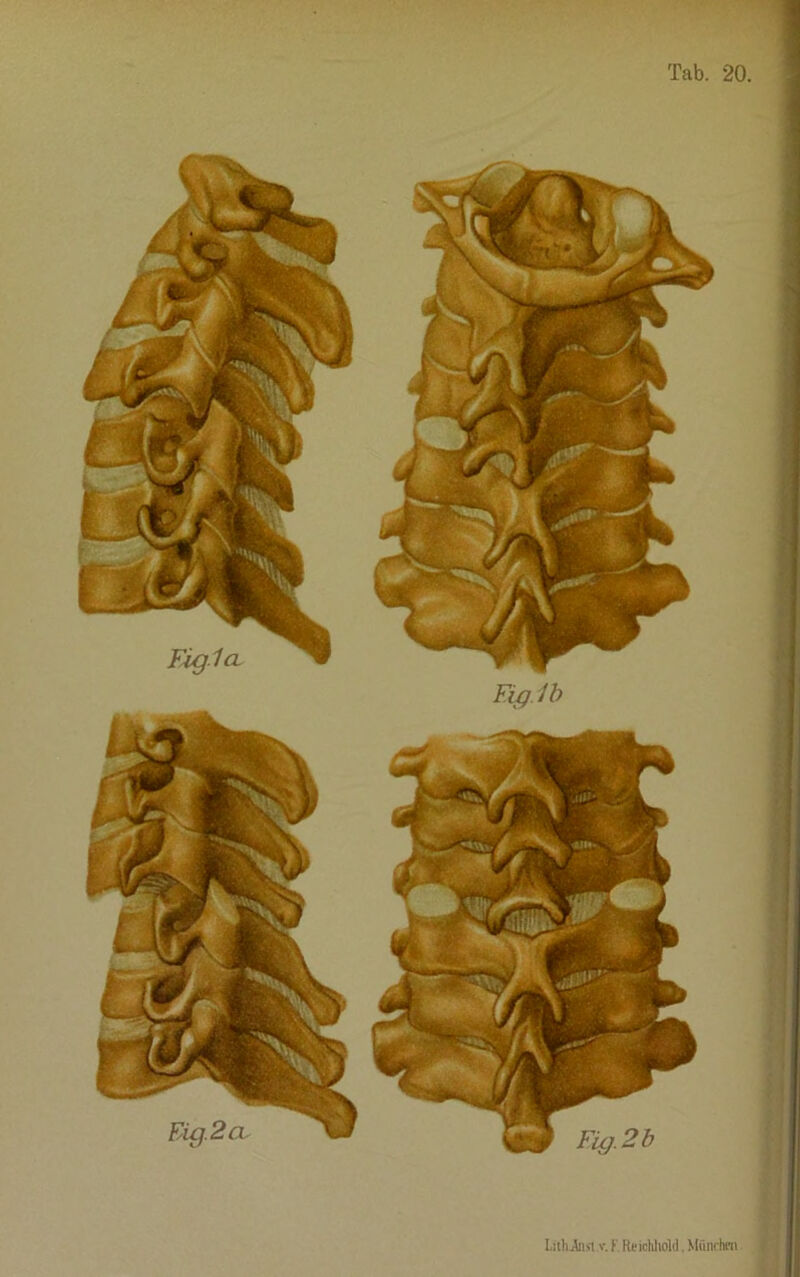Fig 1 cl Figlb Fig. 2 b Tab. 20. LithJnsi.v. f Rtichliold. Mfmchrn
