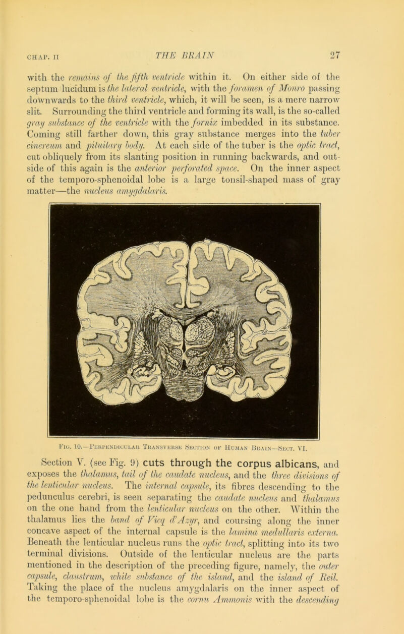 with the reiiiains of the fifth ventricle within it. On either side of the septum liicidiim is the lateral ventricle, with the foramen of Monro passing downwards to the third ventricle, which, it will be seen, is a mere narrow slit. Surrounding the third ventricle and forming its wall, is the so-called fjraif substance of the ventricle with the fornix imbedded in its substance. Coming still farther doAvn, this gray substance merges into the tuber cinereum and pitnitanj body. i\.t each side of the tuber is the optic traxt, cut obliquely from its slanting position in running backwards, and out- side of this again is the anterior perforated space. On the inner aspect of the temporo-sphenoidal lobe is a large tonsil-shaped mass of gray matter—the nucleus ainyydalaris. Fk). 10.—rivurENDicuLAii Tkanhveiwk Section ok Human JJeain—Sect. VI. Section V. (see Fig. 9) cuts through the corpus albicans, and exposes the thalamus, tail of the caudate nucleus, and the three divisions of the lenticular nucleus. The internal capsule, its fibres descending to the pedunculus cerebri, is seen separating the coAidate nucleus and thalamus on the one hand from the lenticular nucleus on the other. Within the thalamus lies the baud of Vuy d\4zyr, and coursing along the inner concave aspect of the internal capsule is the lamina medullaris externa. Beneath the lenticular nucleus runs the optic, tract, splitting into its tAvo terminal divisions. Outside of the lenticular nucleus are the parts mentioned in the description of the preceding figure, namely, the outer capsule, claustrum, wldte substance of the islaml, and the island of lleil. Taking the place of the nucleus amygdalaris on the inner aspect of the temporo-sphenoidal lobe is the cornu Amnionis Avith the descendiiuj