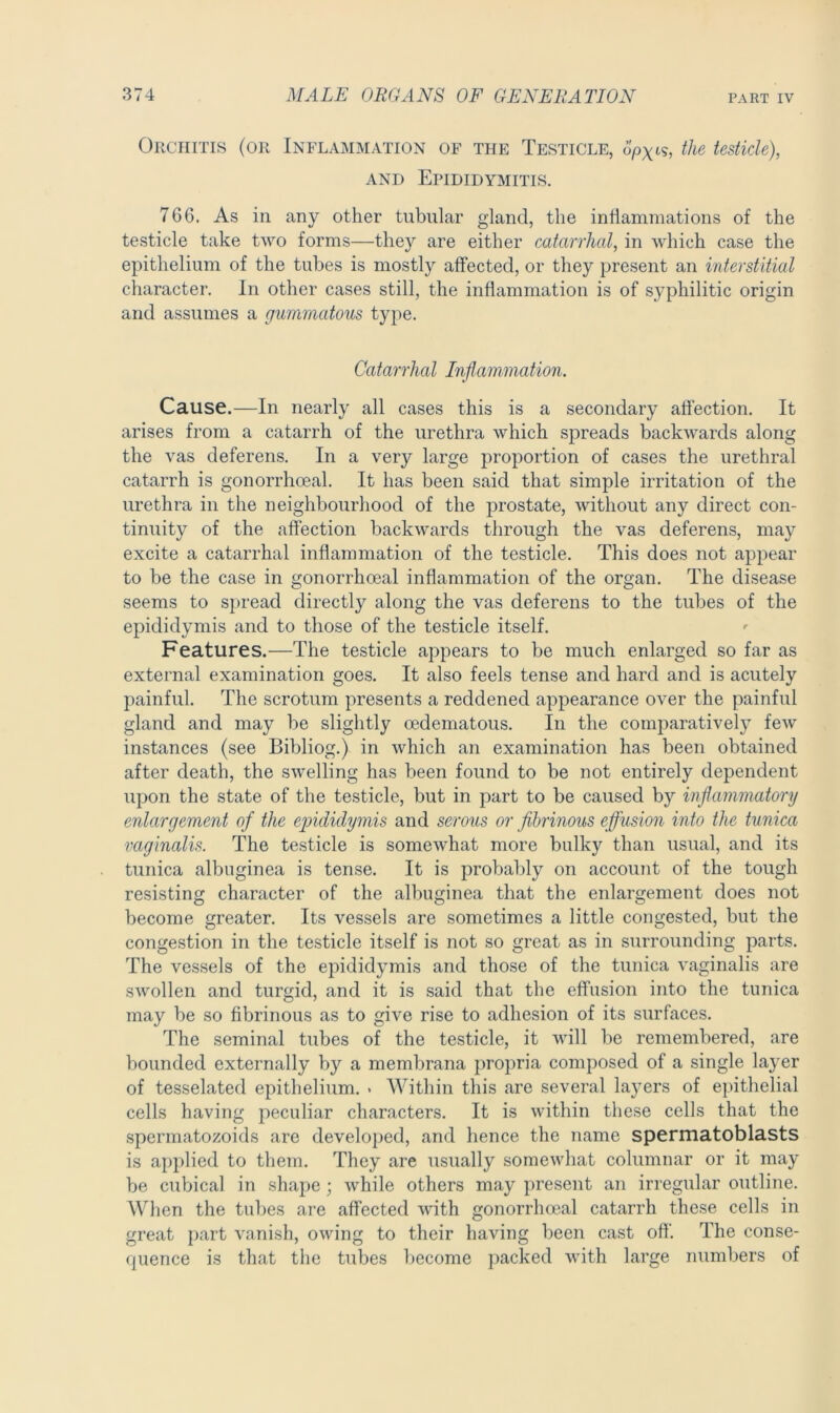 Orchitis (oii Inflammation of the Testicle, opxis, the testicle), and Epididymitis. 766. As in any other tubular gland, the inflammations of the testicle take two forms—they are either catarrhal, in which case the epithelium of the tubes is mostly affected, or they present an interstitial character. In other cases still, the inflammation is of syphilitic origin and assumes a gummatous type. Catarrhal Inflammation. Cause.—In nearly all cases this is a secondary affection. It arises from a catarrh of the urethra which spreads backwards along the vas deferens. In a very large proportion of cases the urethral catarrh is gonorrhoeal. It has been said that simple irritation of the urethra in the neighbourhood of the prostate, without any direct con- tinuity of the affection backwards through the vas deferens, may excite a catarrhal inflammation of the testicle. This does not appear to be the case in gonorrhoeal inflammation of the organ. The disease seems to spread directly along the vas deferens to the tubes of the epididymis and to those of the testicle itself. Features.—The testicle appears to be much enlarged so far as external examination goes. It also feels tense and hard and is acutely painful. The scrotum presents a reddened appearance over the painful gland and may be slightly oedematous. In the comparatively few instances (see Bibliog.) in which an examination has been obtained after death, the swelling has been found to be not entirely dependent upon the state of the testicle, but in part to be caused by inflammatory enlargement of the epididymis and serous or fibrinous effusion into the tunica vaginalis. The testicle is somewhat more bulky than usual, and its tunica albuginea is tense. It is probably on account of the tough resisting character of the albuginea that the enlargement does not become greater. Its vessels are sometimes a little congested, but the congestion in the testicle itself is not so great as in surrounding parts. The vessels of the epididymis and those of the tunica vaginalis are swollen and turgid, and it is said that the effusion into the tunica may be so fibrinous as to give rise to adhesion of its surfaces. The seminal tubes of the testicle, it will be remembered, are bounded externally by a membrana propria composed of a single layer of tesselated epithelium. . Within this are several Layers of epithelial cells having peculiar characters. It is within these cells that the spermatozoids are developed, and hence the name spermatoblasts is applied to them. They are usually somewhat columnar or it may be cubical in shape; while others may present an irregular outline. When the tubes are affected with gonorrhoeal catarrh these cells in great part vanish, owing to their having been cast off. The conse- quence is that the tubes become packed with large numbers of