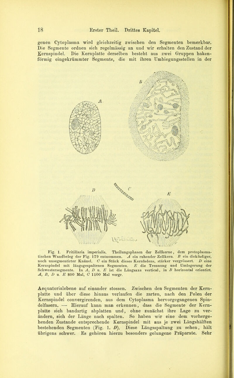 genen Cytoplasma wird gleichzeitig zwischen den Segmenten bemerkbar. Die Segmente ordnen sich regelmässig an und wir erhalten den Zustand der Kernspindel. Die Kernplatte derselben besteht aus zwei Gruppen haken- förmig eingekrümmter Segmente, die mit ihren Umbiegungsstellen in der Fig. 1. Fritillaria imperialis. Theilungsphasen der Zellkerne, dem protoplasma- tischen Wandbeleg der Fig. 179 entnommen. A ein ruhender Zellkern. B ein dickfadiger, noch unsegmentirter Knäuel. C ein Stück dieses Kernfadens, stärker vergrössert. D eine Kernspindel mit längsgespaltenen Segmenten. E die Trennung und Umlagerung der Schwestersegmente. In A, D u. E ist die Längsaxe vertical, in B horizontal orientirt. A, B, D u. E 800 Mal, C 1100 Mal vergr. Aequatorialebene auf einander stossen. Zwischen den Segmenten der Kern- platte und über diese hinaus verlaufen die zarten, nach den Polen der Kernspindel convergirenden, aus dem Cytoplasma hervorgegangenen Spin- delfasern. — Hierauf kann man erkennen, dass die Segmente der Kern- platte 6ich bandartig abplatten und, ohne zunächst ihre Lage zu ver- ändern, sich der Länge nach spalten. So haben wir eine dem vorherge- henden Zustande entsprechende Kernspindel mit aus je zwei Längshälften bestehenden Segmenten (Fig. 1. D). Diese Längsspaltung zu sehen, hält übrigens schwer. Es gehören hierzu besonders gelungene Präparate. Sehr