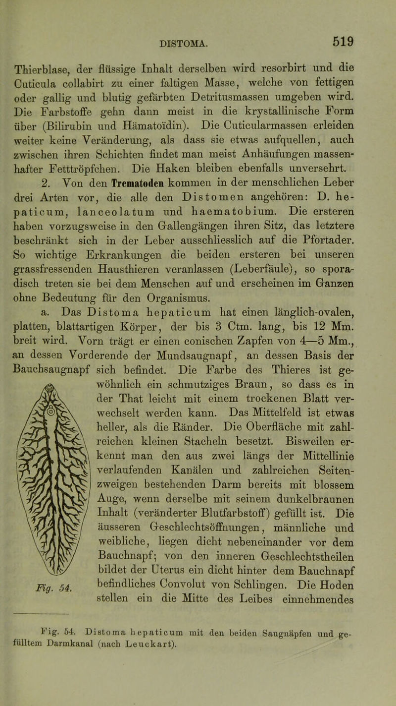 Thierblase, der flüssige Inhalt derselben wird resorbirt und die Cuticula collabirt zu einer faltigen Masse, welche von fettigen oder gallig und blutig gefärbten Detritusmassen umgeben wird. Die Farbstoffe gehn dann meist in die krystallinische Form über (Bilirubin und Hämatoidin). Die Cuticularmassen erleiden weiter keine Veränderung, als dass sie etwas aufquellen, auch zwischen ihren Schichten findet man meist Anhäufungen massen- hafter Fetttröpfchen. Die Haken bleiben ebenfalls unversehrt. 2. Von den Trcmatodcn kommen in der menschlichen Leber drei Arten vor, die alle den Distomen angehören: D. he- paticum, lanceolatum und haematobium. Die ersteren haben vorzugsweise in den Gallengängen ihren Sitz, das letztere beschränkt sich in der Leber ausschliesslich auf die Pfortader. So wichtige Erkrankungen die beiden ersteren bei unseren grassfressenden Hausthieren veranlassen (Leberfäule), so spora- disch treten sie bei dem Menschen auf und erscheinen im Ganzen ohne Bedeutung für den Organismus. a. Das Distoma hepaticum hat einen länglich-ovalen, platten, blattartigen Körper, der bis 3 Ctm. lang, bis 12 Mm. breit wird. Vorn trägt er einen conischen Zapfen von 4—5 Mm., an dessen Vorderende der Mundsaugnapf, an dessen Basis der Bauchsaugnapf sich befindet. Die Farbe des Thieres ist ge- wöhnlich ein schmutziges Braun, so dass es in der That leicht mit einem trockenen Blatt ver- wechselt werden kann. Das Mittelfeld ist etwas heller, als die Ränder. Die Oberfläche mit zahl- reichen kleinen Stacheln besetzt. Bisweilen er- kennt man den aus zwei längs der Mittellinie verlaufenden Kanälen und zahlreichen Seiten- zweigen bestehenden Darm bereits mit blossem Auge, wenn derselbe mit seinem dunkelbraunen Inhalt (veränderter Blutfarbstoff) gefüllt ist. Die äusseren Geschlechtsöffnungen, männliche und weibliche, liegen dicht nebeneinander vor dem Bauchnapf; von den inneren Geschlechtstheilen bildet der Uterus ein dicht hinter dem Bauchnapf befindliches Convolut von Schlingen. Die Hoden stellen ein die Mitte des Leibes einnehmendes 1* ig. 54. Distoma hepaticum mit (len beiden Saugnäpfen und ge- fülltem Darmkanal (nach Leuckart).