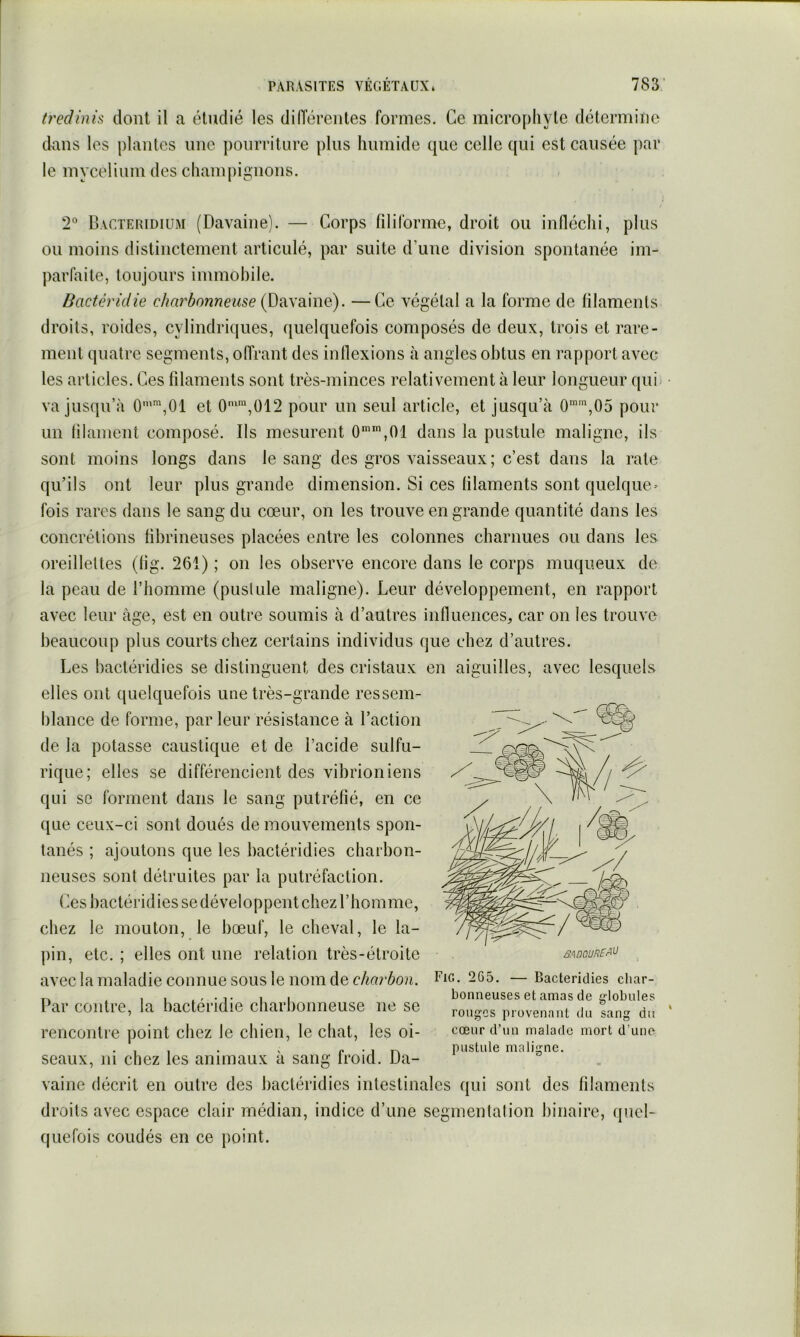 dans les plantes une pourriture plus humide que celle qui est causée par le mycélium des cliam|)ignons. 2“ Bacteridiüm (Davaine). — Corps filirorme, droit ou infléchi, plus ou moins distinctement articulé, par suite d’une division spontanée im- parfaite, toujours immobile. Bactéridie charbonneuse . —Ce végétal a la forme de filaments droits, roides, cylindriques, quelquefois composés de deux, trois et rare- ment quatre segments, oflrant des inflexions à angles obtus en rapport avec les articles. Ces filaments sont très-minces relativement à leur longueur qui- va jusqu’à 0’‘,01 et 0*\Ü12 pour un seul article, et jusqu’à 0'',05 pour un filament composé. Ils mesurent dans la pustule maligne, ils sont moins longs dans le sang des gros vaisseaux; c’est dans la rate qu’ils ont leur plus grande dimension. Si ces filaments sont quelque- fois rares dans le sang du cœur, on les trouve en grande quantité dans les concrétions fibrineuses placées entre les colonnes charnues ou dans les oreillettes (lig. 261) ; on les observe encore dans le corps muqueux de la peau de l’homme (pustule maligne). Leur développement, en rapport avec leur âge, est en outre soumis à d’autres influences, car on les trouve beaucoup plus courts chez certains individus que chez d’autres. Les bactéridies se distinguent des cristaux en aiguilles, avec lesquels elles ont quelquefois une très-grande ressem- blance de forme, par leur résistance à l’action de la potasse caustique et de l’acide sulfu- rique; elles se différencient des vibrioniens qui se forment dans le sang putréfié, en ce que ceux-ci sont doués de mouvements spon- tanés ; ajoutons que les bactéridies charbon- neuses sont détruites par la putréfaction. Ces bactérid ies se développent chez l’homme, chez le mouton, le bœuf, le cheval, le la- pin, etc. ; elles ont une relation très-étroite avec la maladie connue sous le nom de charbon. Par contre, la bactéridie charbonneuse ne se rencontre point chez le chien, le chat, les oi- seaux, ni chez les animaux à sang froid. Da- vaine décrit en outre des bactéridies intestinales qui sont des filaments droits avec espace clair médian, indice d’une segmentation binaire, (|uel- quefois coudés en ce point. Fig. 2G5. — Bactéridies char- bonneuses et amas de globules ronges provenant du sang du cœur d’un malade mort d’une pustule maligne.