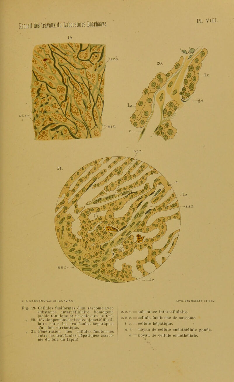 Recueil des travaux du Laboratoire Boerliaave. 0. E. SI EGE N BEE K VAN HEUKELÛM DEL. Fig. 19. Cellules fusiformes d’un sarcome avec substance intercellulaire homogène (acide tannique et perehlornre de fer). „ 20. Développement de tissu conjonctif tibril- laire entre les trabécules hépatiques d'un foie cirrhotique. ,, 21. Pénétration des cellules fusiformes | ent.ie les trabécules hépatiques (sarco- me du foie du lapin). LITM. VAN MULOER, LEIDEN z.z. s. : substance intercellulaire, s. s z. : t cellule fusiforme de sarcome. I. z. — cellule hépatique. a- e- noyau de cellule endothéliale gonflé. e. — noyau de cellule endothéliale.