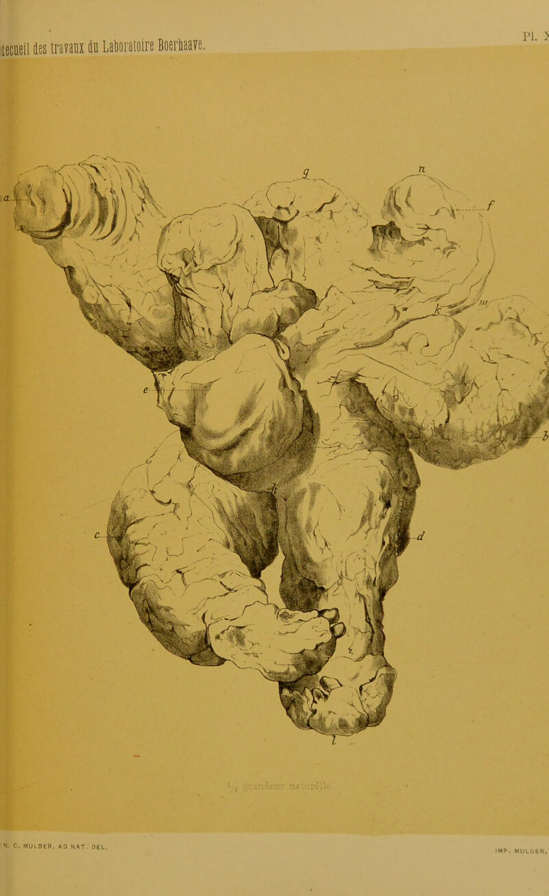 N. C. MULDER, AD NAT. DEL. • MP. MULDER,