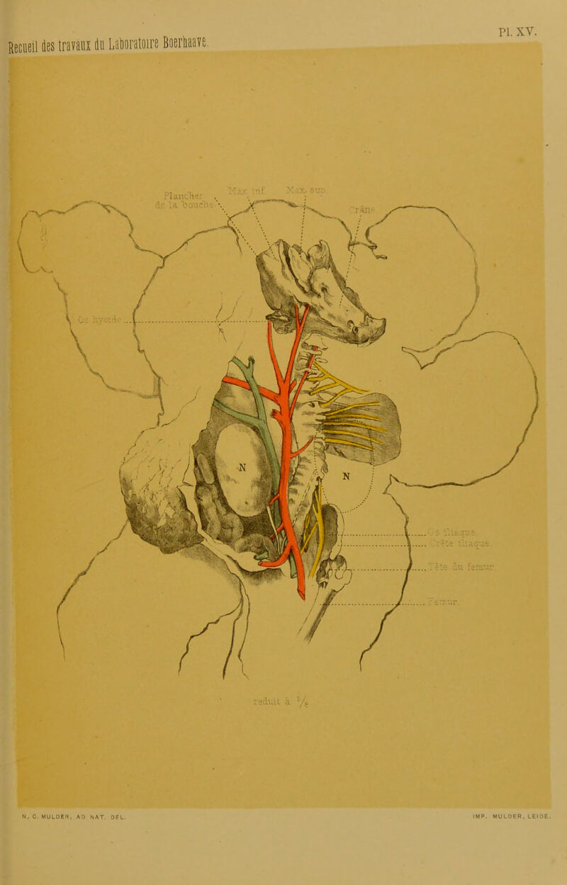 Recueil des travaux du Laboratoire Boerhaave. Plancher de la 'bouche réduit à r/ç