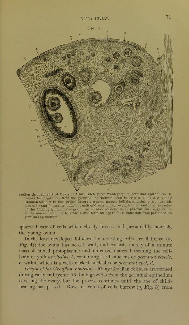 Section through Part of Ovary of Adult Bitch (from Waldeyer): a, germinal epithelium; b, ingrowths (egg-tubes) from the germinal epithelium, seen in cross-section; c, c, young Graafian follicles in the cortical layer; d, a more mature follicle, containing two ova (this is rare); e and /, ova surrounded by cells of discus proligerus; g, h, outer and inner capsules of the follicle; i, membrana granulosa; l, blood-vessels; to, to, parovarium; g, germinal epithelium commencing to grow in and form an egg-tube; z, transition from peritoneal to germinal epithelium. spherical case of cells which closely invest, and presumably nourish, the young ovum. In the least developed follicles the investing cells are flattened (a, Fig. 4); the ovum has no cell-wall, and consists merely of a minute mass of mixed protoplasmic and nutritive material forming the cell- body or yolk or vitettus, b, containing a cell-nucleus or germinal vesicle, c, within which is a well-marked nucleolus or germinal spot, d. Origin of the Graafian Follicles.—Many Graafian follicles are formed during early embryonic life by ingrowths from the germinal epithelium covering the ovary, but the process continues until the age of child- bearing has passed. Rows or cords of cells burrow (g, Fig. 3) from