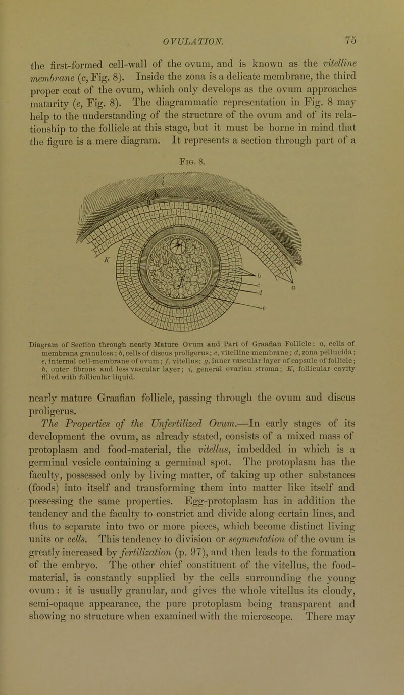 the first-formed cell-wall of the ovum, and is known as the vitelline membrane (c, Fig. 8). Inside the zona is a delicate membrane, the third proper coat of the ovum, which only develops as the ovum approaches maturity (e, Fig. 8). The diagrammatic representation in Fig. 8 may help to the understanding of the structure of the ovum and of its rela- tionship to the follicle at this stage, but it must be borne in mind that the figure is a mere diagram. It represents a section through part of a Fig. 8. Diagram of Section through nearly Mature Ovum and Part of Graafian Follicle: a, cells of membrana granulosa; b, cells of discus proligerus; c, vitelline membrane ; d, zona pellucida; e, internal cell-membrane of ovum; /, vitellus; g, inner vascular layer of capsule of follicle; A, outer fibrous and less vascular layer; i, general ovarian stroma; K, follicular cavity filled with follicular liquid. nearly mature Graafian follicle, passing through the ovum and discus proligerus. The Properties of the Unfertilized Ovum.—In early stages of its development the ovum, as already stated, consists of a mixed mass of protoplasm and food-material, the vitellus, imbedded in which is a germinal vesicle containing a germinal spot. The protoplasm has the faculty, possessed only by living matter, of taking up other substances (foods) into itself and transforming them into matter like itself and possessing the same properties. Egg-protoplasm has in addition the tendency and the faculty to constrict and divide along certain lines, and thus to separate into two or more pieces, which become distinct living units or cells. This tendency to division or segmentation of the ovum is greatly increased by fertilization (p. 97), and then leads to the formation of the embryo. The other chief constituent of the vitellus, the food- material, is constantly supplied by the cells surrounding the young ovum: it is usually granular, and gives the whole vitellus its cloudy, semi-opaque appearance, the pure protoplasm being transparent and showing no structure when examined with the microscope. There may