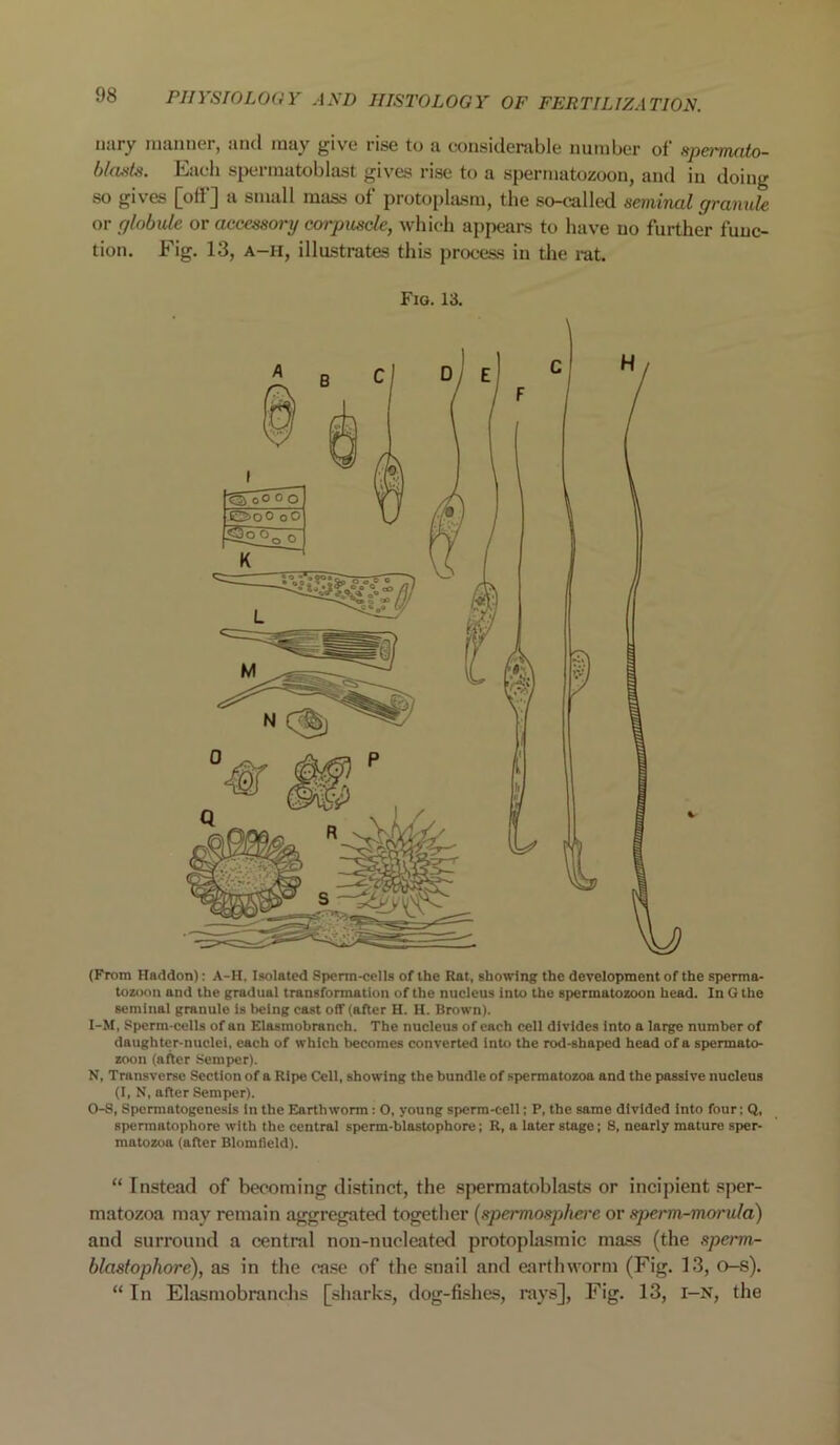 nary manner, and may give rise to a considerable number of spermato- blast#. Each spermatoblast gives rise to a spermatozoon, and in doing so gives [oil J a small mass ot protoplasm, the so-called seminal granule or globule or accessory corpuscle, which appears to have no further func- tion. Fig. 13, a-h, illustrates this process in the rat. (From Haddon): A-H. Isolated Sperm-cells of the Rat, showing the development of the sperma- tozoon and the gradual transformation of the nucleus into the spermatozoon head. In G the seminal granule is being cast off (after H. H. Brown). I-M, Sperm-cells of an Elasmobraneh. The nucleus of each cell divides into a large number of daughter-nuclei, each of which becomes converted into the rod-shaped head of a spermato- zoon (after Semper). N, Transverse Section of a Ripe Cell, showing the bundle of spermatozoa and the passive nucleus (I, N, after Semper). O-S, Spermatogenesis in the Earthworm : O, young sperm-cell; P, the same divided into four; Q, spermatophore with the central sperm-blastophore; R, a later stage; S, nearly mature sper- matozoa (after Blomfield). “ Instead of becoming distinct, the spermatoblasts or incipient sper- matozoa may remain aggregated together (spermospherc or sperm-morula) and surrouud a central non-nueleated protoplasmic mass (the sperm- blastophore), as in the case of the snail and earthworm (Fig. 13, o-s).