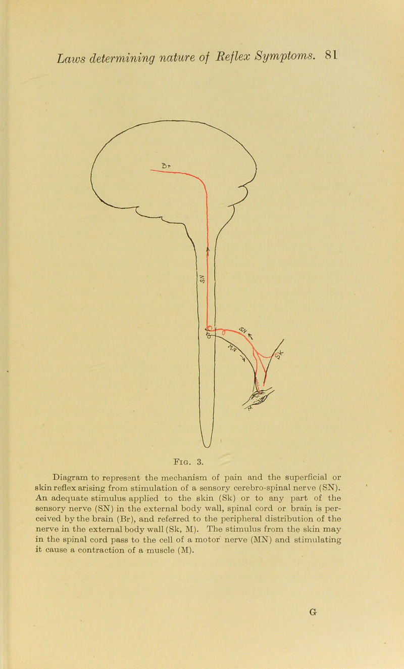 Diagram to repressnt the mechanism of pain and the superficial or skin reflex arising from stimulation of a sensory cerebro-spinal nerve (SN). An adequate stimulus applied to the skin (Sk) or to any part of the sensory nerve (SN) in the external body wall, spinal cord or brain is per- ceived by the brain (Br), and referred to the peripheral distribution of the nerve in the external body wall (Sk, M). The stimulus from the skin may in the spinal cord pass to the cell of a motor nerve (MN) and stimulating it cause a contraction of a muscle (M). G