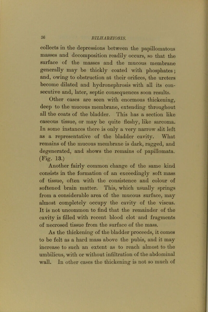 collects in the depressions between the papillomatous masses and decomposition readily occurs, so that the surface of the masses and the mucous membrane generally may be thickly coated with phosphates; and, owing to obstruction at their orifices, the ureters become dilated and hydronephrosis with all its con- secutive and, later, septic consequences soon results. Other cases are seen with enormous thickening, deep to the mucous membrane, extending throughout all the coats of the bladder. This has a section like caseous tissue, or may be quite fleshy, like sarcoma. In some instances there is only a very narrow slit left as a representative of the bladder cavity. What remains of the mucous membrane is dark, ragged, and degenerated, and shows the remains of papillomata. (Fig. 13.) Another fairly common change of the same kind consists in the formation of an exceedingly soft mass of tissue, often with the consistence and colour of softened brain matter. This, which usually springs from a considerable area of the mucous surface, may almost completely occupy the cavity of the viscus. It is not uncommon to find that the remainder of the cavity is filled with recent blood clot and fragments of necrosed tissue from the surface of the mass. As the thickening of the bladder proceeds, it comes to be felt as a hard mass above the pubis, and it may increase to such an extent as to reach almost to the umbilicus, with or without infiltration of the abdominal wall. In other cases the thickening is not so much of