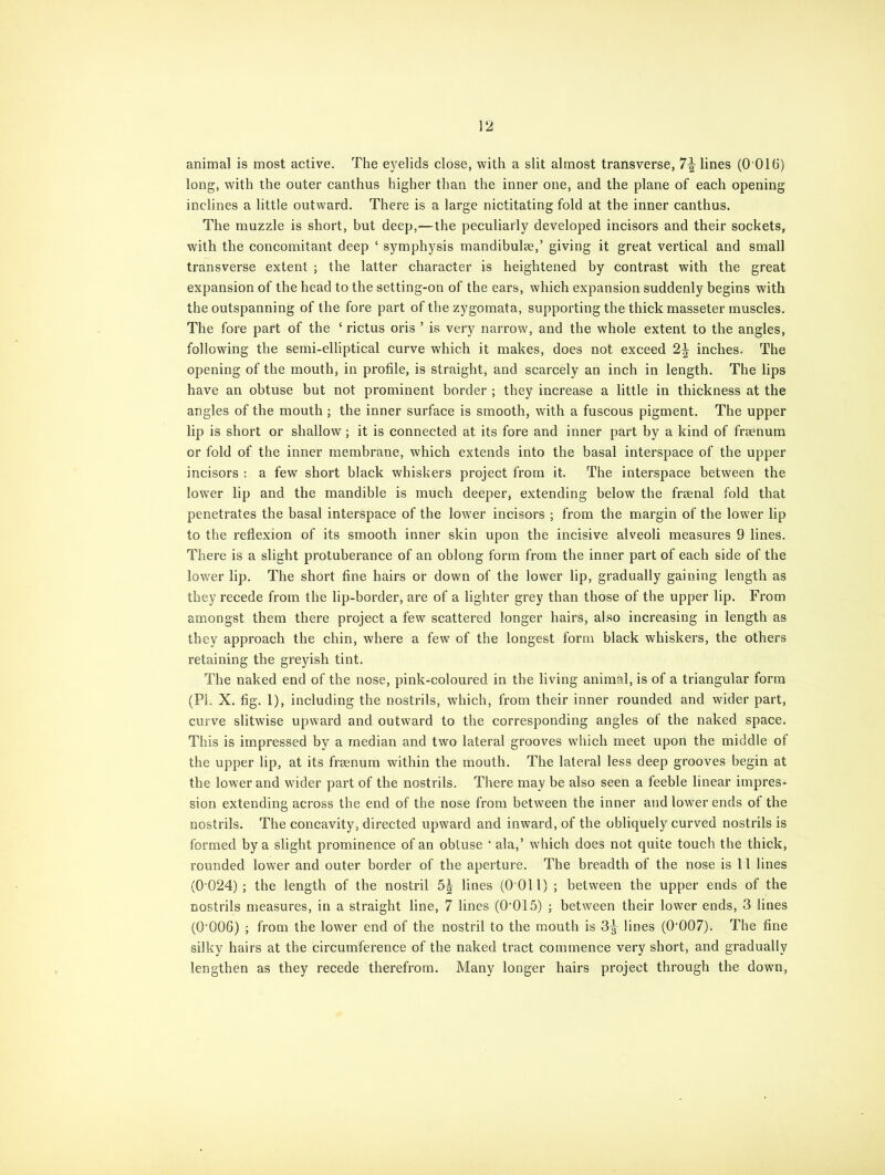 32 animal is most active. The eyelids close, with a slit almost transverse, 7\ lines (0 016) long, with the outer canthus higher than the inner one, and the plane of each opening inclines a little outward. There is a large nictitating fold at the inner canthus. The muzzle is short, but deep,—the peculiarly developed incisors and their sockets, with the concomitant deep ‘ symphysis mandibulae,’ giving it great vertical and small transverse extent ; the latter character is heightened by contrast with the great expansion of the head to the setting-on of the ears, which expansion suddenly begins with the outspanning of the fore part of the zygomata, supporting the thick masseter muscles. The fore part of the ‘ rictus oris ’ is very narrow, and the whole extent to the angles, following the semi-elliptical curve which it makes, does not exceed 2^ inches. The opening of the mouth, in profile, is straight, and scarcely an inch in length. The lips have an obtuse but not prominent border ; they increase a little in thickness at the angles of the mouth ; the inner surface is smooth, with a fuscous pigment. The upper lip is short or shallow; it is connected at its fore and inner part by a kind of fraenum or fold of the inner membrane, which extends into the basal interspace of the upper incisors : a few short black whiskers project from it. The interspace between the lowTer lip and the mandible is much deeper, extending below the fraenal fold that penetrates the basal interspace of the lower incisors ; from the margin of the lower lip to the reflexion of its smooth inner skin upon the incisive alveoli measures 9 lines. There is a slight protuberance of an oblong form from the inner part of each side of the lowrer lip. The short fine hairs or down of the lower lip, gradually gaining length as they recede from the lip-border, are of a lighter grey than those of the upper lip. From amongst them there project a few scattered longer hairs, also increasing in length as they approach the chin, where a few of the longest form black whiskers, the others retaining the greyish tint. The naked end of the nose, pink-coloured in the living animal, is of a triangular form (Pi. X. fig. 1), including the nostrils, which, from their inner rounded and wider part, curve slitwise upward and outward to the corresponding angles of the naked space. This is impressed by a median and two lateral grooves which meet upon the middle of the upper lip, at its fraenum within the mouth. The lateral less deep grooves begin at the lower and wider part of the nostrils. There may be also seen a feeble linear impres- sion extending across the end of the nose from between the inner and lower ends of the nostrils. The concavity, directed upward and inward, of the obliquely curved nostrils is formed by a slight prominence of an obtuse ‘ ala,’ which does not quite touch the thick, rounded lower and outer border of the aperture. The breadth of the nose is 11 lines (0 024); the length of the nostril 5| lines (0 011) ; between the upper ends of the nostrils measures, in a straight line, 7 lines (0'015) ; between their lower ends, 3 lines (0‘006) ; from the lower end of the nostril to the mouth is 3^ lines (0'007). The fine silky hairs at the circumference of the naked tract commence very short, and gradually lengthen as they recede therefrom. Many longer hairs project through the down,