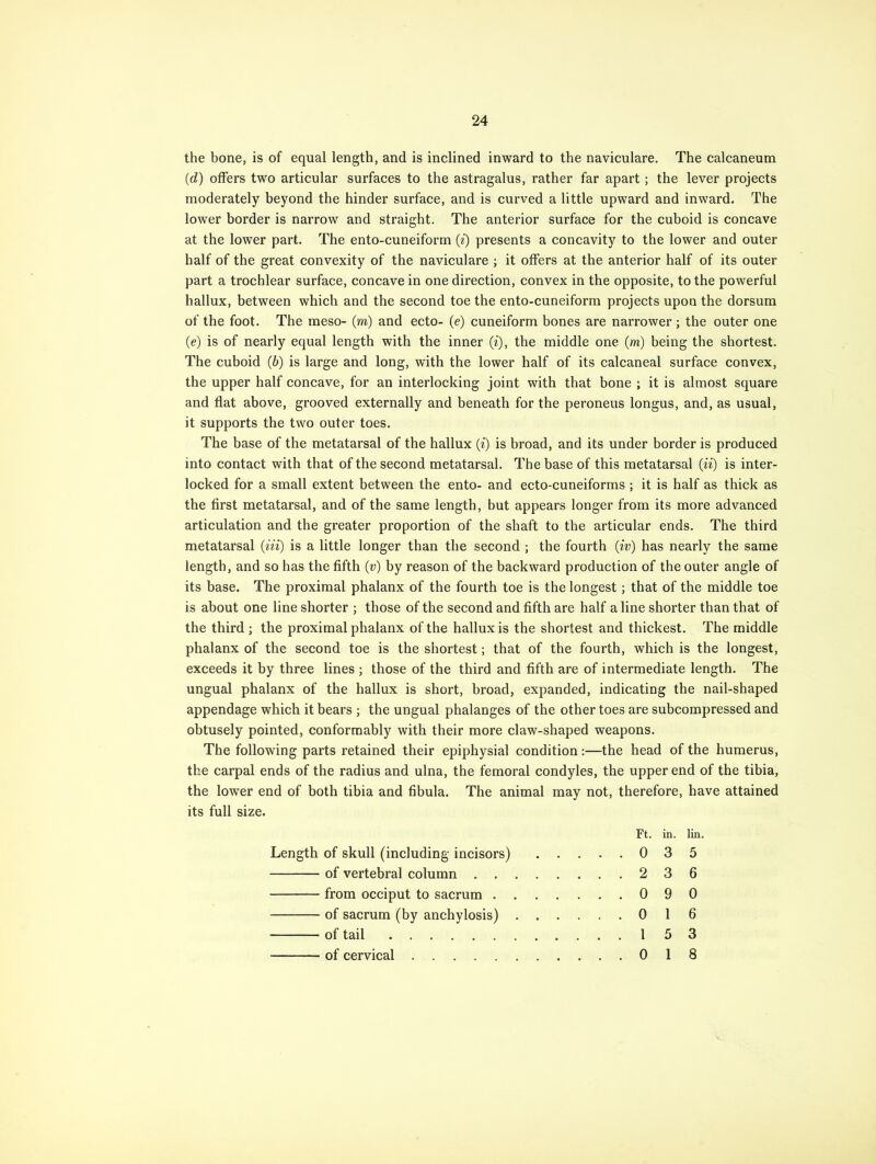 the bone, is of equal length, and is inclined inward to the naviculare. The calcaneum (d) offers two articular surfaces to the astragalus, rather far apart; the lever projects moderately beyond the hinder surface, and is curved a little upward and inward. The lower border is narrow and straight. The anterior surface for the cuboid is concave at the lower part. The ento-cuneiform (7) presents a concavity to the lower and outer half of the great convexity of the naviculare ; it offers at the anterior half of its outer part a trochlear surface, concave in one direction, convex in the opposite, to the powerful hallux, between which and the second toe the ento-cuneiform projects upon the dorsum of the foot. The meso- (to) and ecto- (e) cuneiform bones are narrower; the outer one (e) is of nearly equal length with the inner (i), the middle one (m) being the shortest. The cuboid (b) is large and long, with the lower half of its calcaneal surface convex, the upper half concave, for an interlocking joint with that bone ; it is almost square and flat above, grooved externally and beneath for the peroneus longus, and, as usual, it supports the two outer toes. The base of the metatarsal of the hallux (i) is broad, and its under border is produced into contact with that of the second metatarsal. The base of this metatarsal (ii) is inter- locked for a small extent between the ento- and ecto-cuneiforms ; it is half as thick as the first metatarsal, and of the same length, but appears longer from its more advanced articulation and the greater proportion of the shaft to the articular ends. The third metatarsal (m) is a little longer than the second ; the fourth (iv) has nearly the same length, and so has the fifth (t;) by reason of the backward production of the outer angle of its base. The proximal phalanx of the fourth toe is the longest; that of the middle toe is about one line shorter ; those of the second and fifth are half a line shorter than that of the third ; the proximal phalanx of the hallux is the shortest and thickest. The middle phalanx of the second toe is the shortest; that of the fourth, which is the longest, exceeds it by three lines ; those of the third and fifth are of intermediate length. The ungual phalanx of the hallux is short, broad, expanded, indicating the nail-shaped appendage which it bears ; the ungual phalanges of the other toes are subcompressed and obtusely pointed, conformably with their more claw-shaped weapons. The following parts retained their epiphysial condition:—the head of the humerus, the carpal ends of the radius and ulna, the femoral condyles, the upper end of the tibia, the lower end of both tibia and fibula. The animal may not, therefore, have attained its full size. Ft. in. lin. Length of skull (including incisors) 0 3 5 of vertebral column 2 3 6 from occiput to sacrum 0 9 0 of sacrum (by anchylosis) 0 16 of tail 15 3 — of cervical 018