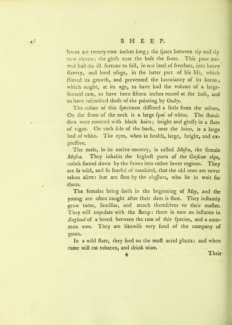 'horns arc twenty-two inches long; the fpace between tip and tip near eleven ; the girth near the bafe the fame. This poor ani- mal had the ill fortune to fall, in our land of freedom, into heavy flavery, and hard ufage, in the latter part of his life, which (dinted its growth, and prevented the luxuriancy of its horns; which ought, at its age, to have had the volutes of a large- horned ram, to have been fifteen inches round at the bafe, and to have refembled thofe of-the painting by Oudry. The colors of this fpecimen differed a little from the others. On the front of the neck is a large fpot of white. The (boul- ders were covered with black hairs; bright and glofly in a (fate of vigor. On each fide of the back, near the loins, is a large bed of white. The eyes, when in health, large, bright, and ex- prefiive. The male, in its native country, is called Mufro, the female Mufra. They inhabit the highefit parts of the Corjican alps, unlefs forced down by the fnows into rather lower regions. They are fo wild, and fo fearful of mankind, that the old ones are never taken alive: but are fhot by the chajfeurs, who lie in wait for them. The females bring forth in the beginning of May, and the young are often caught after their dam is fhot. They inftantly -grow tame, familiar, and attach themfelves to their matter. They wall copulate with the lheep: there is now an inflance in England of a breed between the ram of this fpecies, and a com- mon ewe. They are likewife very fond of the company of goats. In a wild (late, they feed on the mod acrid plants: and when same will eat tobacco, and drink wine. 4 Their