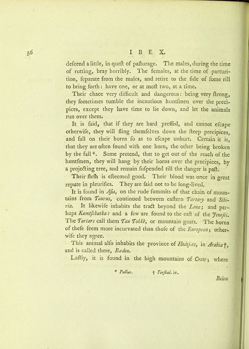 defcend a little, in queft of pafturage. The males, during the time of rutting, bray horribly. The females, at the time of parturi- tion, feparate from the males, and retire to the fide of fome rill to bring forth: have one, or at moft two, at a time. Their chace very difficult and dangerous: being very ftrong, they fometimes tumble the incautious huntfmen over the preci- pices, except they have time to lie down, and let the animals run over them. It is faid, that if they are hard prefled, and cannot efcape otherwife, they will fling themfelves down the deep precipices, and fall on their horns fo as to efcape unhurt. Certain it is, that they are often found with one horn, the other being broken by the fall Some pretend, that to get out of the reach of the huntfmen, they will hang by their horns over the precipices, by a projecting tree, and remain fufpended till the danger is paft. Their flefli is efteemed good. Their blood was once in great repute in pleurifies. They are faid not to be long-lived. It is found in Afta, on the rude fummits of that chain of moun- tains from Taurus, continued between eaftern Tartary and Sibi- ria. It likewife inhabits the tradt beyond the Lena; and per- haps Kamtfchatka: and a few are found to the eaft of the Jenefei. The Tartars call them Tau Tokke, or mountain goats. The horns of thefe feem more incurvated than thofe of the European j other- wife they agree. This animal alfo inhabits the province of Hedsjas, in Arabia f, and is called there, Baden. Laflly, it is found in the high mountains of Crete j where Be Ion * Pallas. f Torjkal. iv„