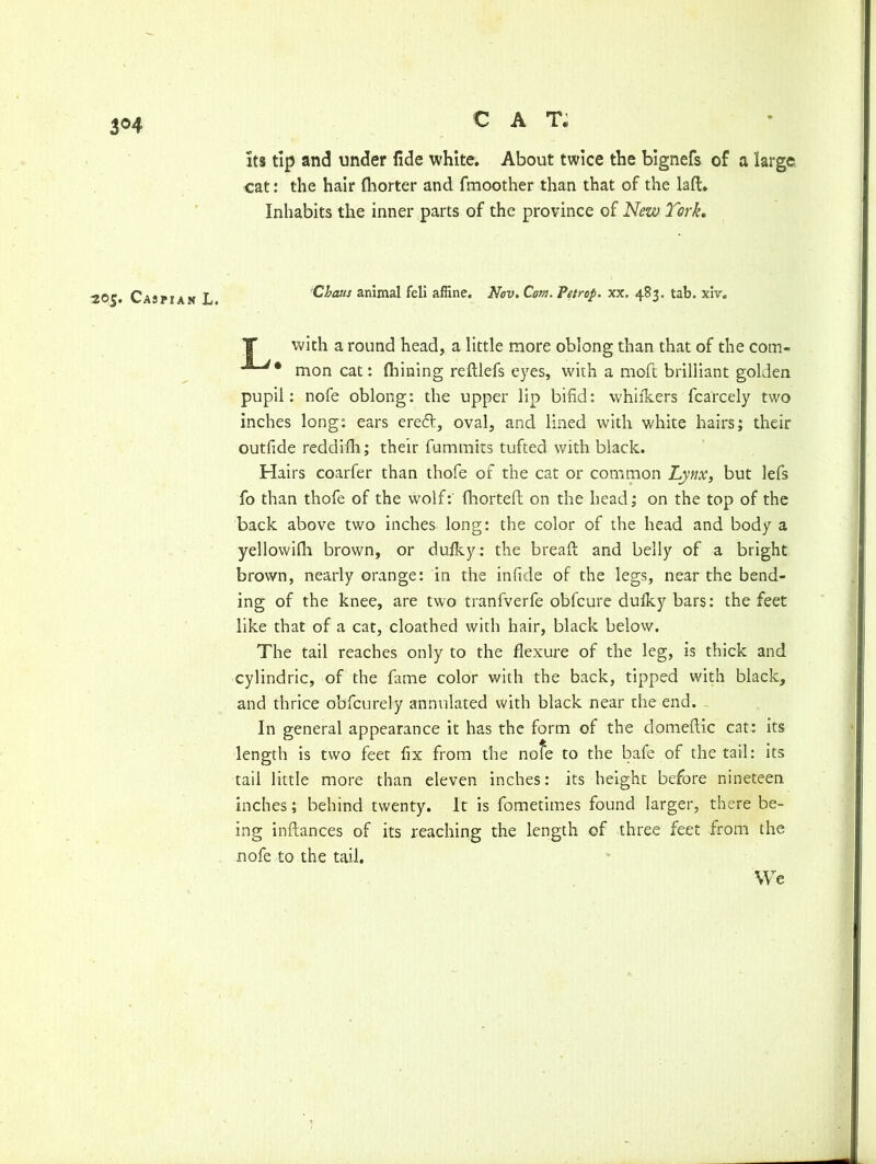 3°4 its tip and under fide white. About twice the bignefs of a large cat: the hair Ihorter and fmoother than that of the laft. Inhabits the inner parts of the province of New York, ■205. Caspian L. Chaus animal fell affine. Nov. Com. Pstrop, xx. 483. tab. xiv, with a round head, a little more oblong than that of the com- mon cat: Aiming reftlefs eyes, with a moft brilliant golden pupil: nofe oblong: the upper lip bifid: whiikers fcarcely two inches long: ears eredt, oval, and lined with white hairs; their outfide reddifli; their fummits tufted with black. Hairs coarfer than thofe of the cat or common Lynx, but lefs fo than thofe of the wolf: fhorteft: on the head; on the top of the back above two inches long: the color of the head and body a yellowifli brown, or dulky: the bread: and belly of a bright brown, nearly orange: in the infide of the legs, near the bend- ing of the knee, are two tranfverfe obfcure duiky bars: the feet like that of a cat, cloathed with hair, black below. The tail reaches only to the flexure of the leg, is thick and cylindric, of the fame color with the back, tipped with black, and thrice obfcurely annulated with black near the end. In general appearance it has the form of the domeftic cat: its length is two feet fix from the nofe to the bafe of the tail: its tail little more than eleven inches: its height before nineteen inches; behind twenty. It is fometimes found larger, there be- ing inftances of its reaching the length of three feet from the nofe to the tail. We