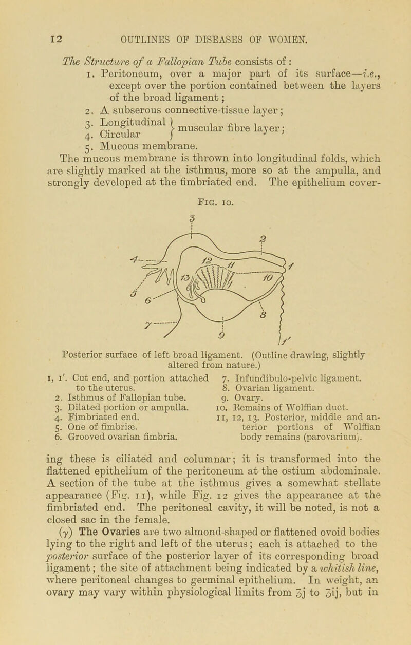 The Structure of a Fallopian Tube consists of : 1. Peritoneum, over a major part of its surface—i.e., except over the portion contained between the layers of the broad ligament; 2. A subserous connective-tissue layer; 3. Longitudinal 1 , , 4 Circular J muscu^ar kbi’i, 2 3 4 5 6 layer; 5. Mucous membrane. The mucous membrane is thrown into longitudinal folds, which are slightly marked at the isthmus, more so at the ampulla, and strongly developed at the fimbriated end. The epithelium cover- Fig. 10. Posterior surface of left broad ligament. (Outline drawing, slightly altered from nature.) i, 1'. Cut end, and portion attached to the uterus. 2. Isthmus of Fallopian tube. 3. Dilated portion or ampulla. 4. Fimbriated end. 5. One of fimbriae. 6. Grooved ovarian fimbria. 7. Infundibulo-pelvic ligament. 8. Ovarian ligament. 9. Ovary. 10. Eemains of Wolffian duct. 11, 12, 13. Posterior, middle and an- terior portions of Wolffian body remains (parovarium;. ing these is ciliated and columnar; it is transformed into the flattened epithelium of the peritoneum at the ostium abdominale. A section of the tube at the isthmus gives a somewhat stellate appearance (Fig. 11), while Fig. 12 gives the appearance at the fimbriated end. The peritoneal cavity, it will be noted, is not a closed sac in the female. (y) The Ovaries are two almond-shaped or flattened ovoid bodies lying to the right and left of the uterus; each is attached to the posterior surface of the posterior layer of its corresponding broad ligament; the site of attachment being indicated by a ivhitish line, where peritoneal changes to germinal epithelium. In weight, an ovary may vary within physiological limits from 3j to 5ij, but in