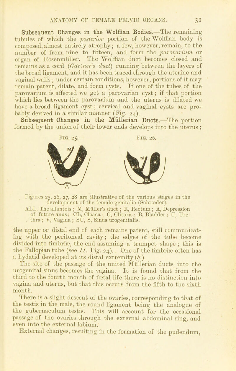 Subsequent Changes in the Wolffian Bodies.—The remaining tubules of which the posterior portion of the Wolffian body is composed, almost entirely atrophy; a few, however, remain, to the number of from nine to fifteen, and form the parovarium or organ of Rosenmiiller. The Wolffian duct becomes closed and remains as a cord (Gartner s duct) running between the layers of the broad ligament, and it has been ti’acecl through the uterine and vaginal walls ; under certain conditions, however, portions of it may remain patent, dilate, and form cysts. If one of the tubes of the parovarium is affected we get a parovarian cyst; if that portion which lies between the parovarium and the uterus is dilated we have a broad ligament cyst; cervical and vaginal cysts are pro- bably derived in a similar manner (Fig. 24). Subsequent Changes in the Mullerian Ducts.—The portion formed by the union of their lower ends develops into the uterus ; Fig. 26. W Figures 25, 26, 27, 28 are illustrative of the various stages in the development of the female genitalia (Schroeder). ALL, The allantois ; M, Muller’s duct ; R, Rectum ; A, Depression of future anus; CL, Cloaca ; C, Clitoris ; B. Bladder ; U, Ure- thra; V, Vagina; SU, S, Sinus urogemtalis. the upper or distal end of each remains patent, still communicat- ing with the peritoneal cavity; the edges of the tube become divided into fimbriae, the end assuming a trumpet shape ; this is the Fallopian tube (see II. Fig. 24). One of the fimbriae often has a hydatid developed at its distal extremity (K). The site of the passage of the united Mullerian ducts into the urogenital sinus becomes the vagina. It is found that from the third to the fourth month of foetal life there is no distinction into vagina and uterus, but that this occurs from the fifth to the sixth month. There is a slight descent of the ovaries, corresponding to that of the testis in the male, the round ligament being the analogue of the gubernaculum testis. This will account for the occasional passage of the ovaries through the external abdominal ring, and even into the external labium. External changes, resulting in the formation of the pudendum, Fig. 25.