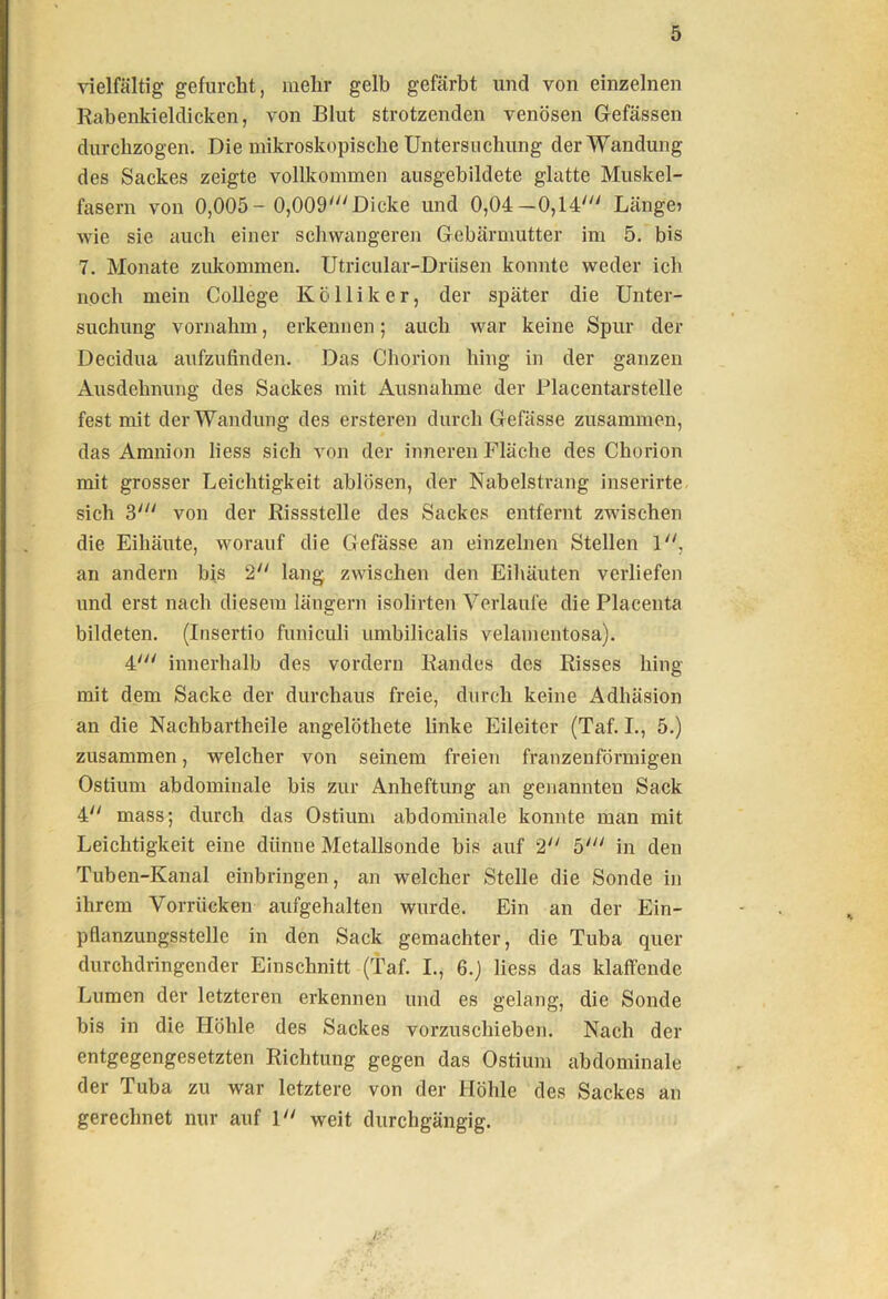 vielfältig gefurcht, mehr gelb gefärbt und von einzelnen Rabenkieldicken, von Blut strotzenden venösen Gefässen durchzogen. Die mikroskopische Untersuchung der Wandung des Sackes zeigte vollkommen ausgebildete glatte Muskel- fasern von 0,005- 0,009'Dicke und 0,04—0,14' Längej wie sie auch einer schwangeren Gebärmutter im 5. bis 7. Monate zukommen. Utricular-Drüsen konnte weder ich noch mein College Kc'lliker, der später die Unter- suchung vornahm, erkennen; auch war keine Spur der Decidua anfzufinden. Das Chorion hing in der ganzen Ausdehnung des Sackes mit Ausnahme der Blacentarstelle fest mit der Wandung des ersteren durch Gefässe zusammen, das Amnion liess sich von der inneren Fläche des Chorion mit grosser Leichtigkeit ablösen, der Nabelstrang inserirte- sich 3' von der Rissstelle des Sackes entfernt zwischen die Eihäute, worauf die Gefässe an einzelnen Stellen 1, an andern bis 2 lang zwischen den Eihäuten verliefen und erst nach diesem längern isolirten Verlaufe die Placenta bildeten. (Insertio funiculi umbilicalis velamentosa). 4' innerhalb des vordem Randes des Risses hing mit dem Sacke der durchaus freie, durch keine Adhäsion an die Nachbartheile angelöthete linke Eileiter (Taf. I., 5.) zusammen, welcher von seinem freien franzenfdrmigen Ostium abdominale bis zur Anheftung an genannten Sack 4 mass; durch das Ostium abdominale konnte man mit Leichtigkeit eine dünne Metallsonde bis auf 2 5' in den Tuben-Kanal einbringen, an welcher Stelle die Sonde in ihrem Vorrücken aufgehalten wurde. Ein an der Ein- pflanzungsstelle in den Sack gemachter, die Tuba quer durchdringender Einschnitt (Taf. I., 6.) liess das klaffende Lumen der letzteren erkennen und es gelang, die Sonde bis in die Höhle des Sackes vorzuschieben. Nach der entgegengesetzten Richtung gegen das Ostium abdominale der Tuba zu war letztere von der Höhle des Sackes an gerechnet nur auf 1 weit durchgängig.