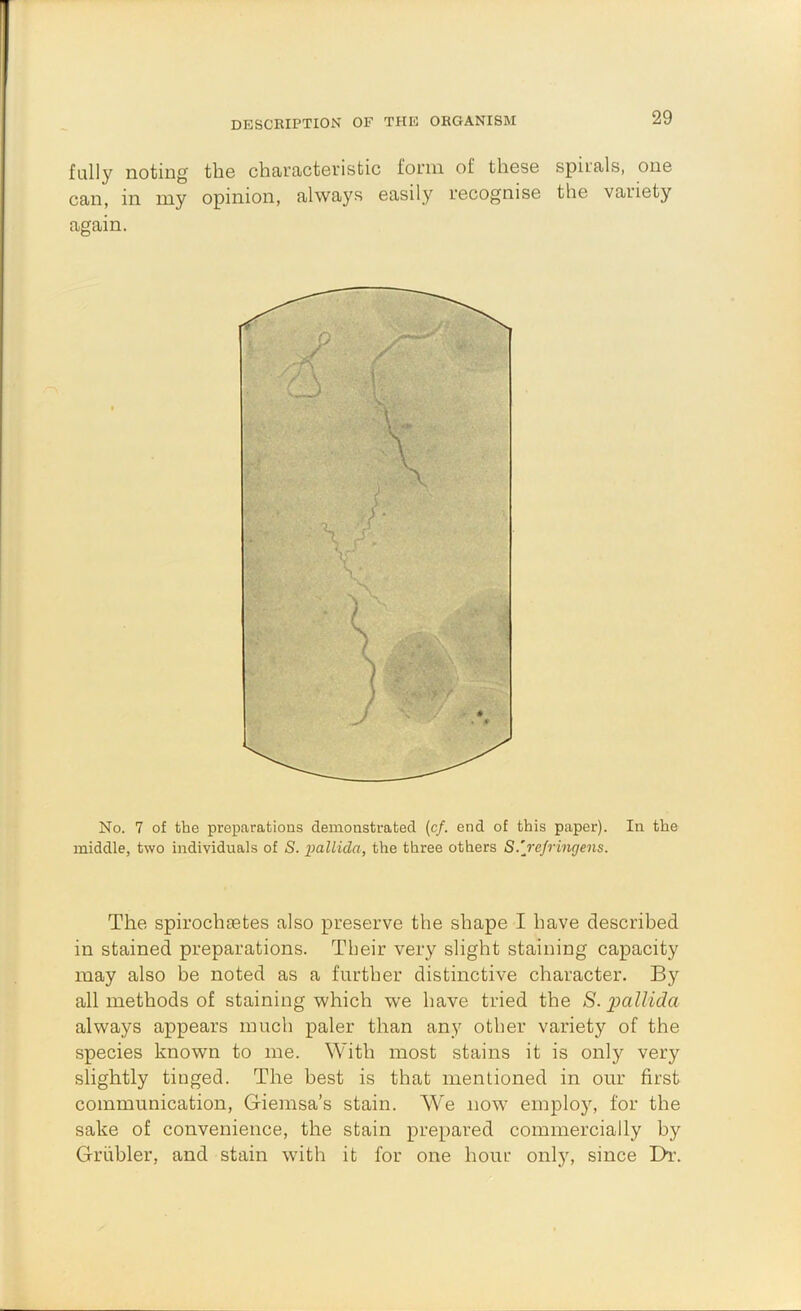 description of the organism fully noting tlie charRcteristic form of these spiials, one can, in my opinion, always easily recognise the variety again. No. 7 of the preparations demonstrated (cf. end of this paper). In the middle, two individuals of S. pallida, the three others S.'rejringens. The spirochietes also preserve the shape I have described in stained preparations. Their very slight staining capacity may also be noted as a further distinctive character. By all methods of staining which we have tried the S. pallida always appears much paler than any other variety of the species known to me. With most stains it is only very slightly tinged. The best is that mentioned in our first communication, Giemsa’s stain. We now employ, for the sake of convenience, the stain prepared commercially by Griibler, and stain with it for one hour onl}^ since Dr.