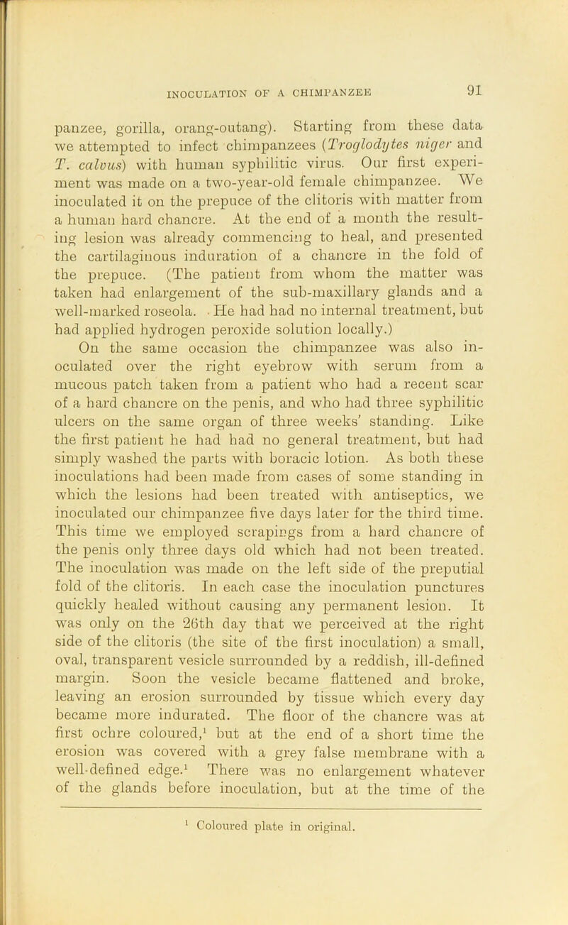 INOCULATION OF A CHIMPANZEE panzee, gorilla, orang-outang). Starting from these data we attempted to infect chimpanzees {Troglodytes niger and T. calvus) with human syphilitic virus. Our first experi- ment was made on a two-year-old female chimpanzee. We inoculated it on the prepuce of the clitoris with matter from a human hard chancre. At the end of a month the result- ing lesion was already commencing to heal, and presented the cartilaginous induration of a chancre in the fold of the prepuce. (The patient from whom the matter was taken had enlargement of the sub-maxillary glands and a well-marked roseola. • He had had no internal treatment, but had applied hydrogen peroxide solution locally.) On the same occasion the chimpanzee was also in- oculated over the right eyebrow with serum from a mucous patch taken from a patient who had a recent scar of a hard chancre on the penis, and who had three syphilitic ulcers on the same organ of three weeks’ standing. Like the first patient he had had no general treatment, but had simply washed the parts with boracic lotion. As both these inoculations had been made from cases of some standing in which the lesions had been treated with antiseptics, we inoculated our chimpanzee five days later for the third time. This time we employed scrapings from a hard chancre of the penis only three days old which had not been treated. The inoculation was made on the left side of the preputial fold of the clitoris. In each case the inoculation punctures quickly healed without causing any permanent lesion. It was only on the 26th day that we perceived at the right side of the clitoris (the site of the first inoculation) a small, oval, transparent vesicle surrounded by a reddish, ill-defined margin. Soon the vesicle became flattened and broke, leaving an erosion surrounded by tissue which every day became more indurated. The floor of the chancre was at first ochre coloured,^ hut at the end of a short time the erosion was covered with a grey false membrane with a well-defined edge.^ There was no enlargement whatever of the glands before inoculation, but at the time of the ' Coloured plate in original.