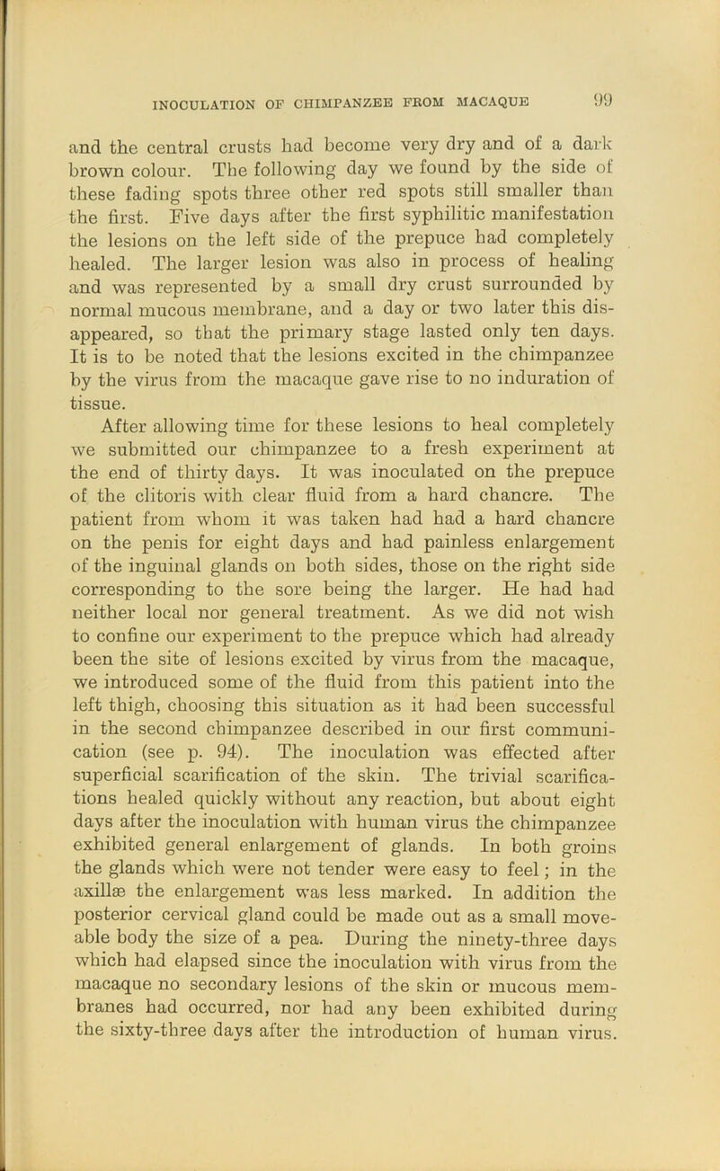 INOCULATION OF CHIMPANZEE FROM MACAQUE 5)') and the central crusts had become very dry and of a dark brown colour. The following day we found by the side of these fading spots three other red spots still smaller than the first. Five days after the first syphilitic manifestation the lesions on the left side of the prepuce had completely healed. The larger lesion was also in process of healing and was represented by a small dry crust surrounded by normal mucous membrane, and a day or two later this dis- appeared, so that the primary stage lasted only ten days. It is to be noted that the lesions excited in the chimpanzee by the virus from the macaque gave rise to no induration of tissue. After allowing time for these lesions to heal completely we submitted our chimpanzee to a fresh experiment at the end of thirty days. It was inoculated on the prepuce of the clitoris with clear fluid from a hard chancre. The patient from whom it was taken had had a hard chancre on the penis for eight days and had painless enlargement of the inguinal glands on both sides, those on the right side corresponding to the sore being the larger. He had had neither local nor general treatment. As we did not wish to confine our experiment to the prepuce which had already been the site of lesions excited by virus from the macaque, we introduced some of the fluid from this patient into the left thigh, choosing this situation as it had been successful in the second chimpanzee described in our first communi- cation (see p. 94). The inoculation was effected after superficial scarification of the skin. The trivial scarifica- tions healed quickly without any reaction, but about eight days after the inoculation with human virus the chimpanzee exhibited general enlargement of glands. In both groins the glands which were not tender were easy to feel; in the axillas the enlargement was less marked. In addition the posterior cervical gland could be made out as a small move- able body the size of a pea. During the ninety-three days which had elapsed since the inoculation with virus from the macaque no secondary lesions of the skin or mucous mem- branes had occurred, nor had any been exhibited during the sixty-three days alter the introduction of human virus.